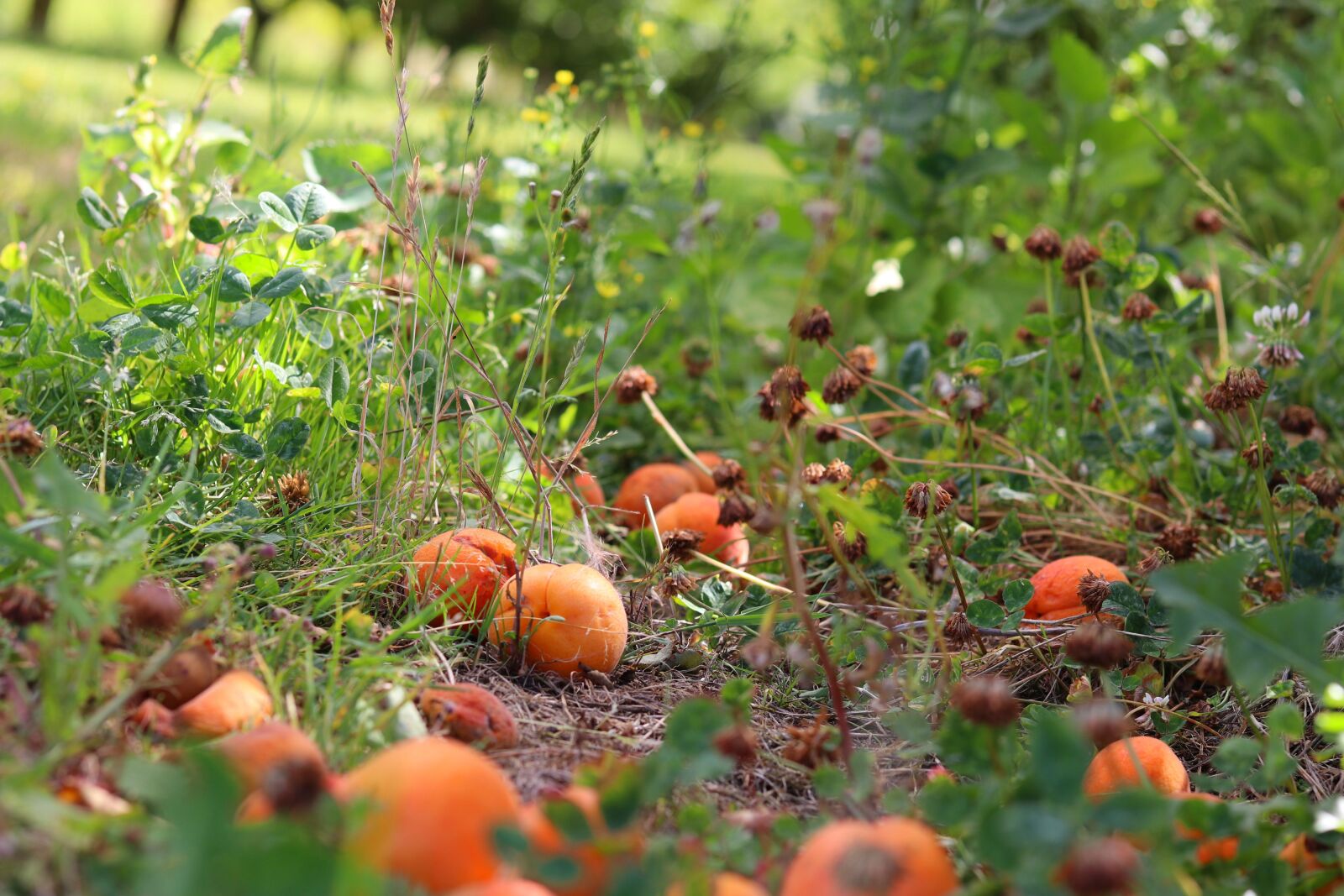 Canon EF 50mm F1.8 STM sample photo. Fruit, apricots, nature photography