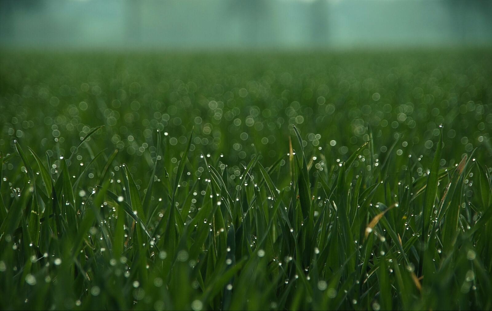 Sony SLT-A57 sample photo. Grass, drip, meadow photography