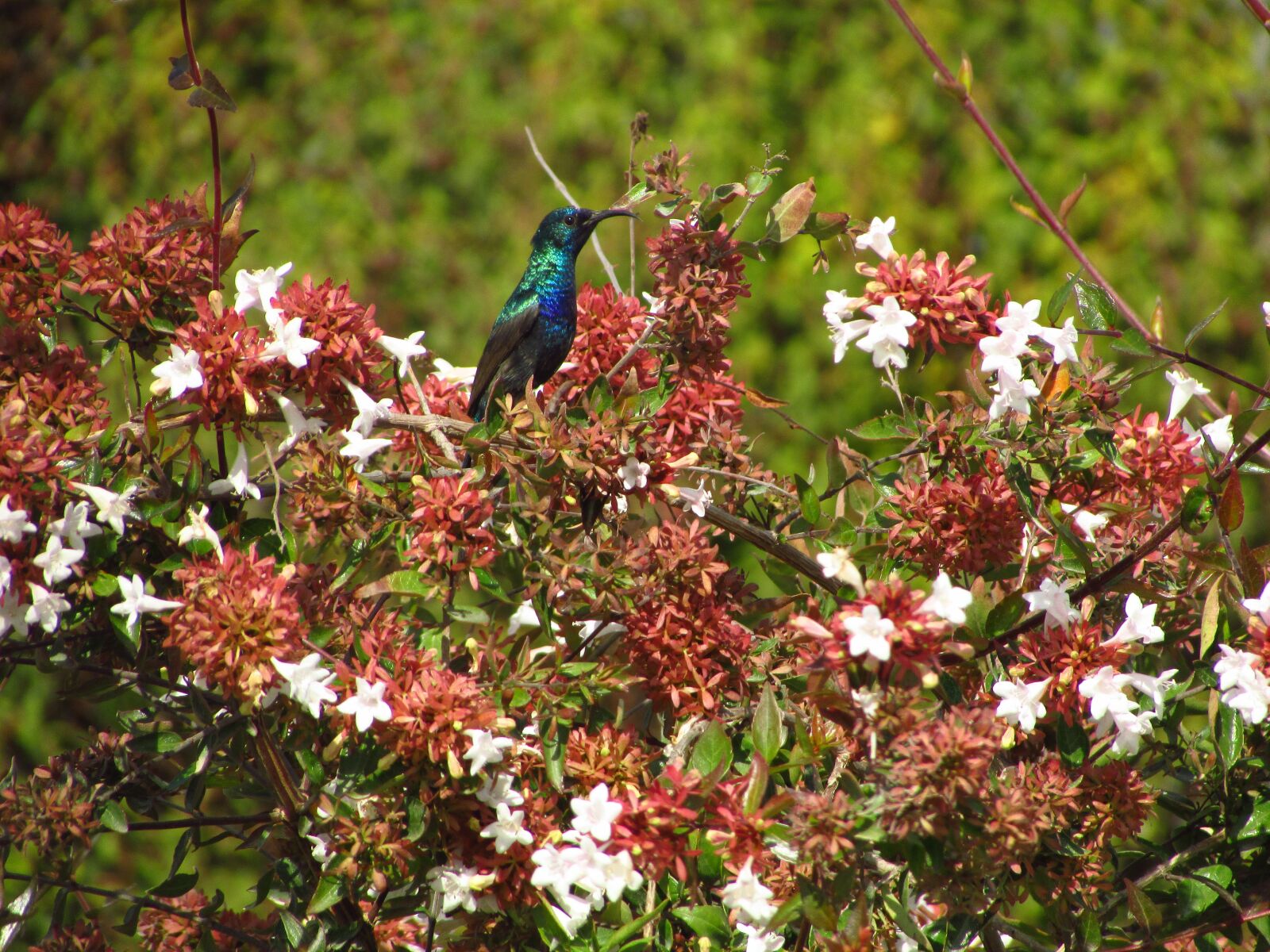 Canon PowerShot SX400 IS sample photo. Hummingbird, bird, nature photography
