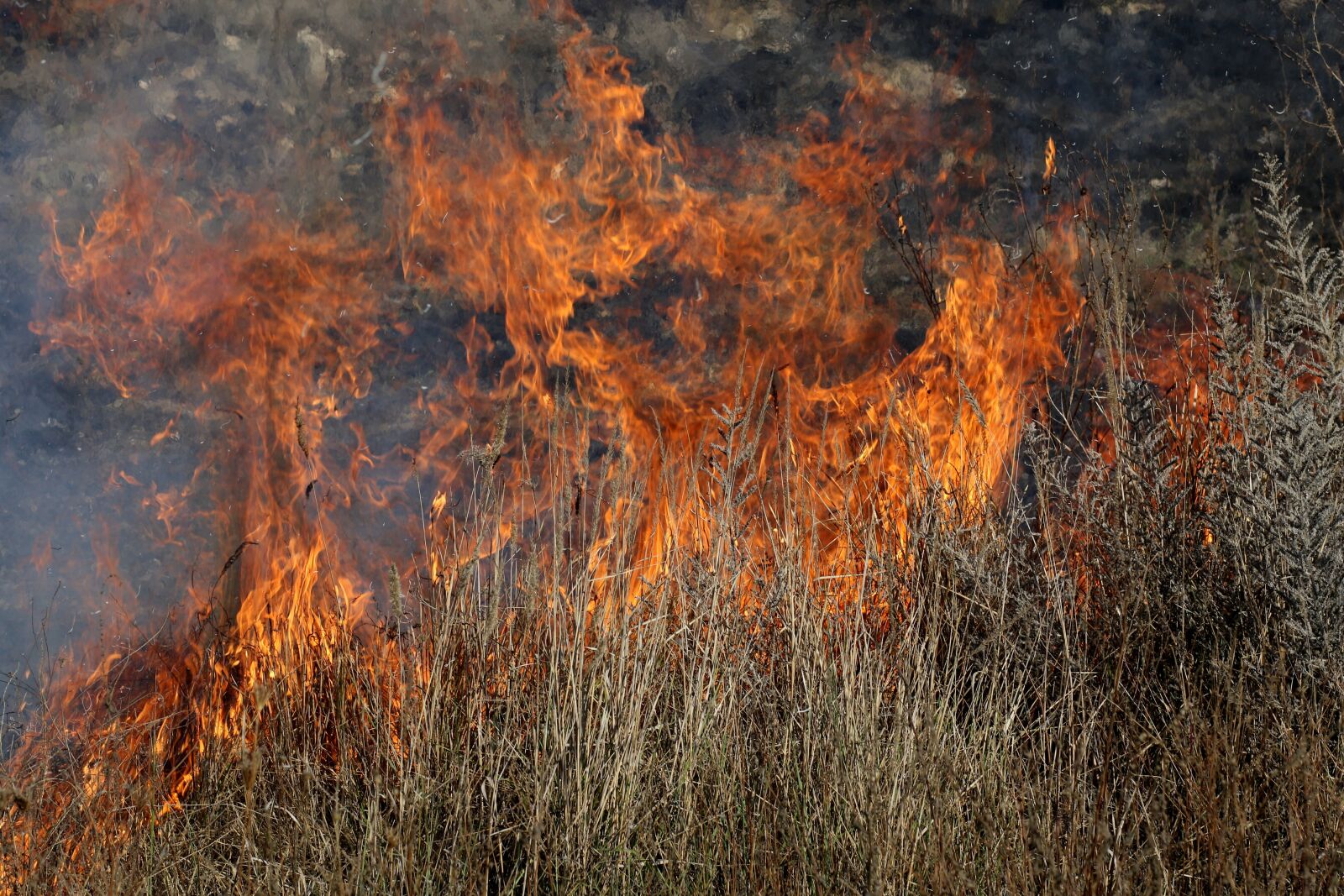 Canon EF 85mm F1.8 USM sample photo. Fire, vegetation, dry photography