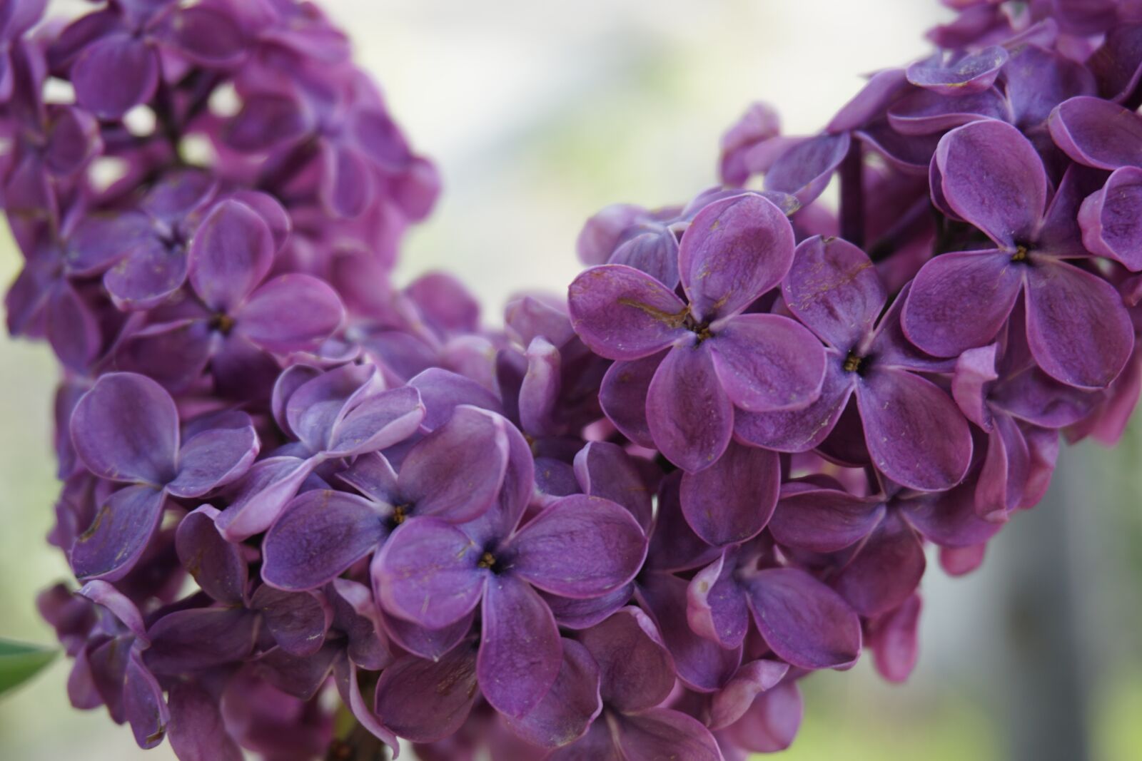 Sony a6300 sample photo. Flower, purple photography