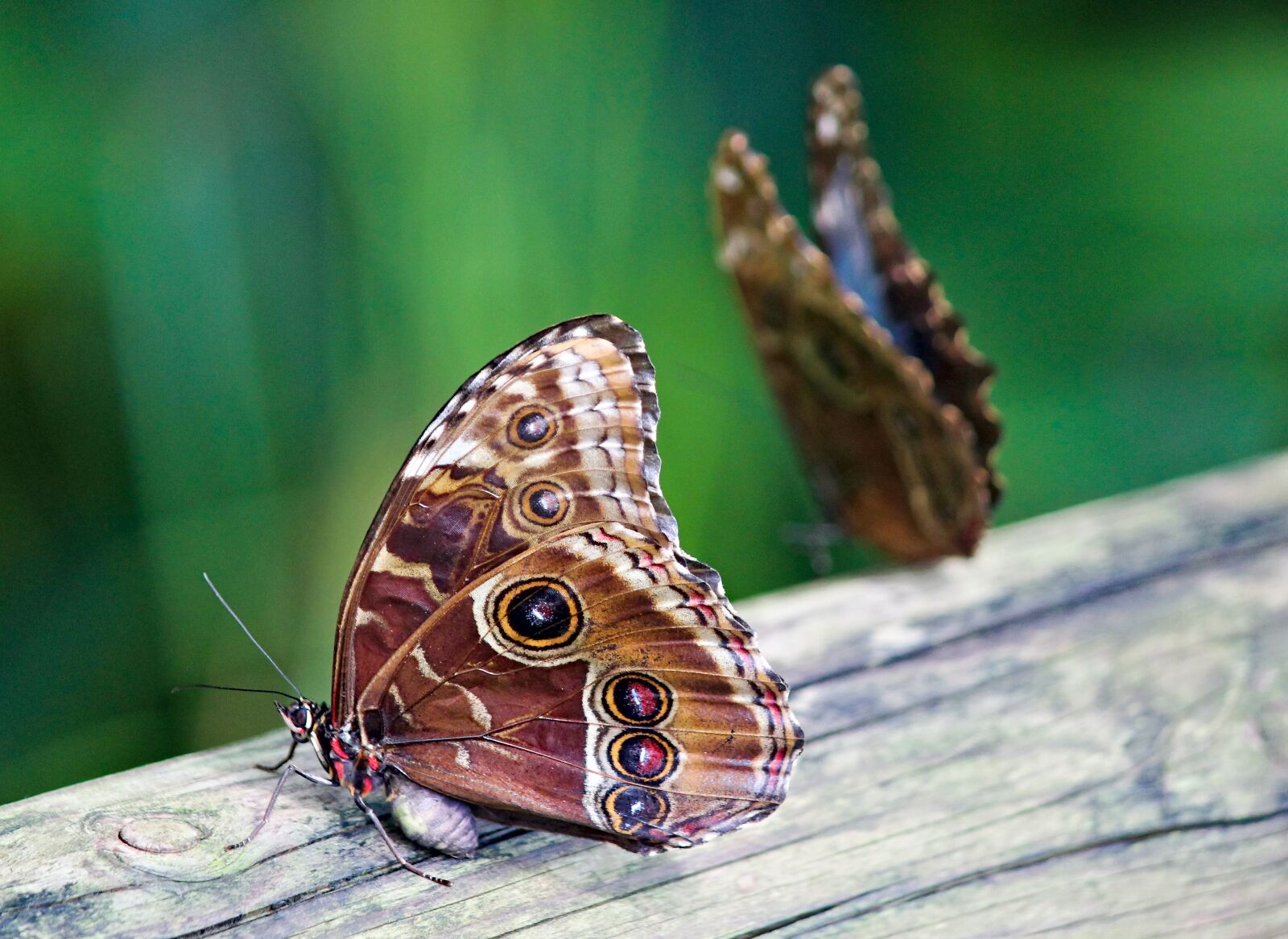 Canon EOS 550D (EOS Rebel T2i / EOS Kiss X4) sample photo. Butterfly, insect, the exotic photography