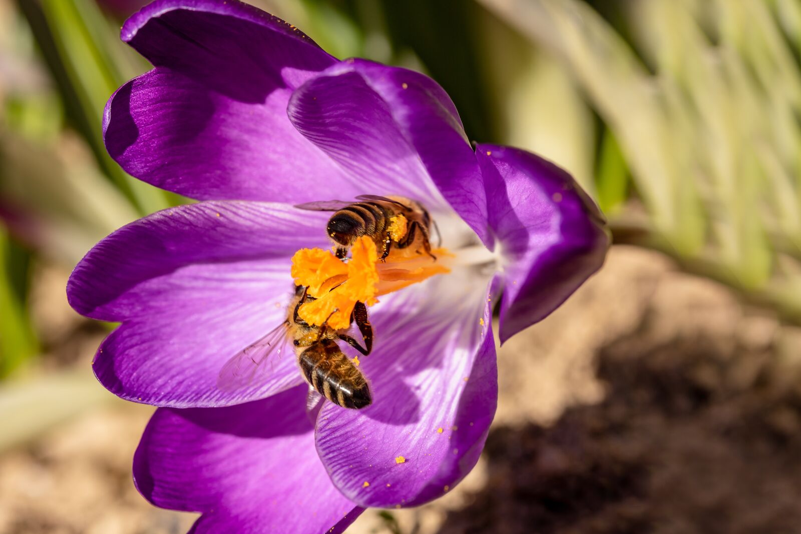 Canon EOS 750D (EOS Rebel T6i / EOS Kiss X8i) sample photo. Bees, crocus, honey bees photography