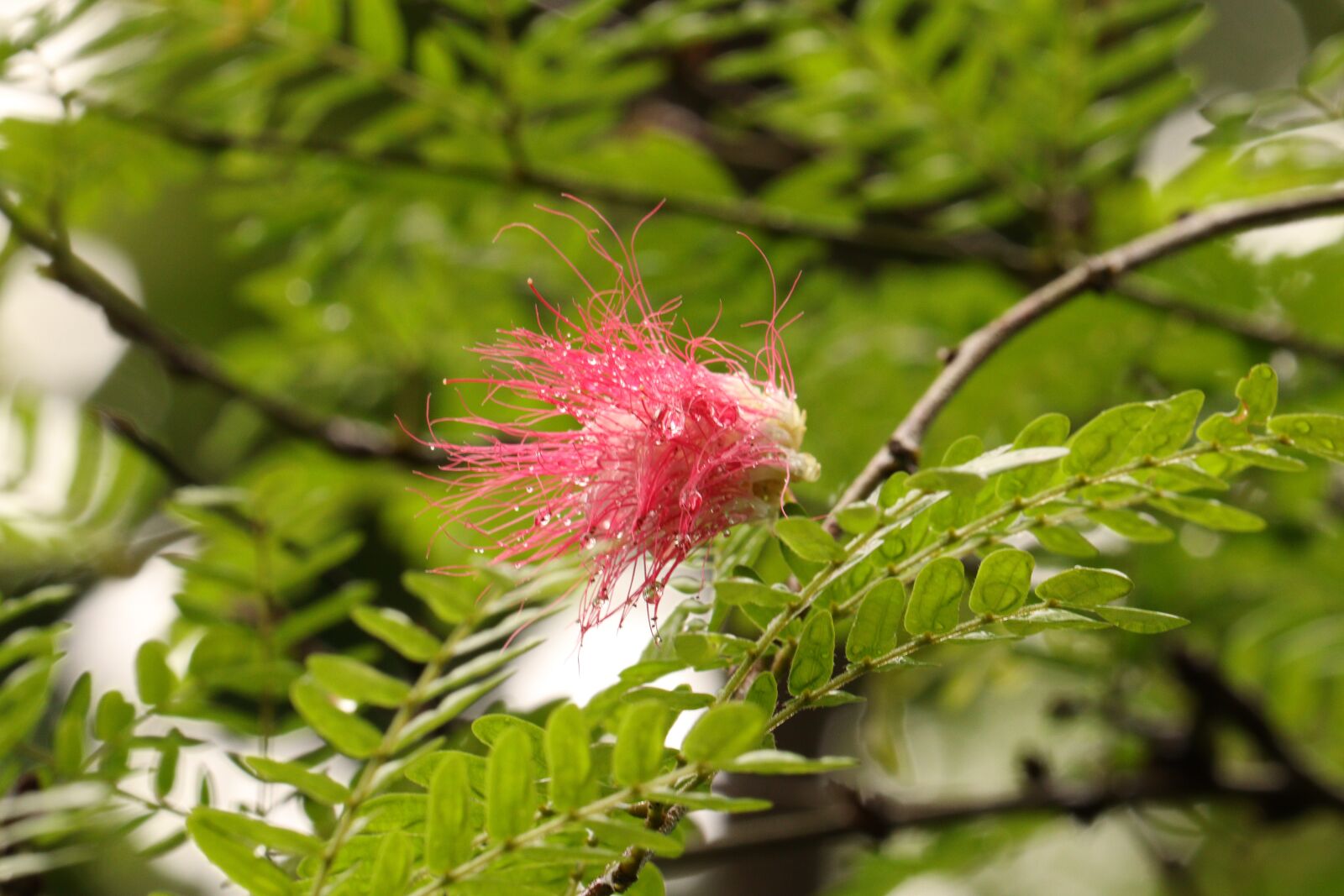 Canon EOS 250D (EOS Rebel SL3 / EOS Kiss X10 / EOS 200D II) sample photo. Kerala, brush flower, outdoor photography