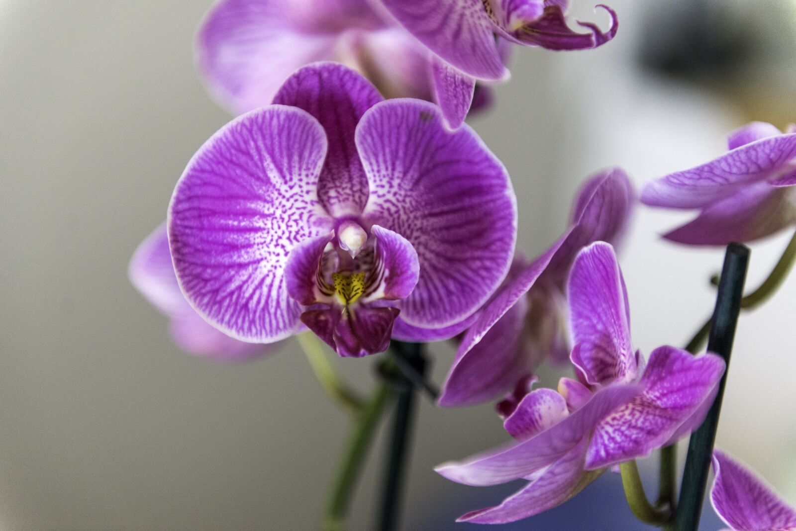 Nikon D610 sample photo. Orchid, flower, houseplant photography