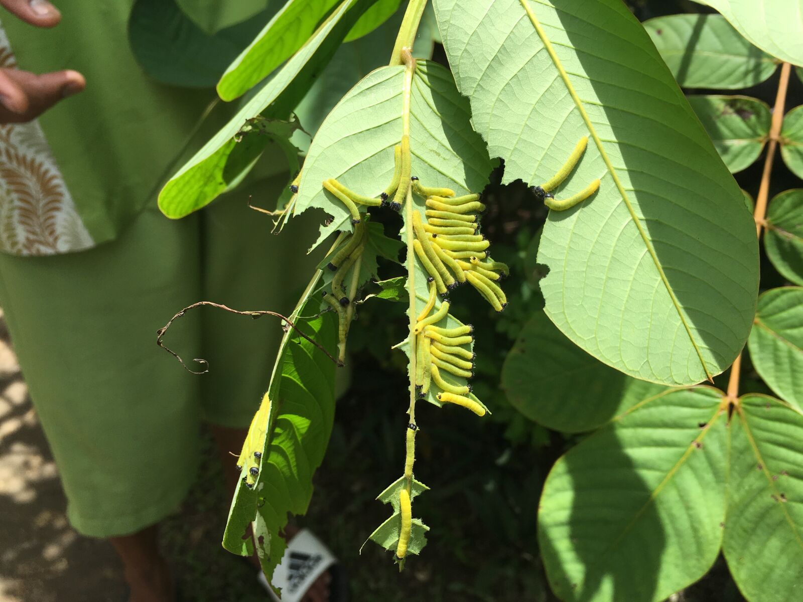 Apple iPhone 6s sample photo. Butterfly, larva, c photography