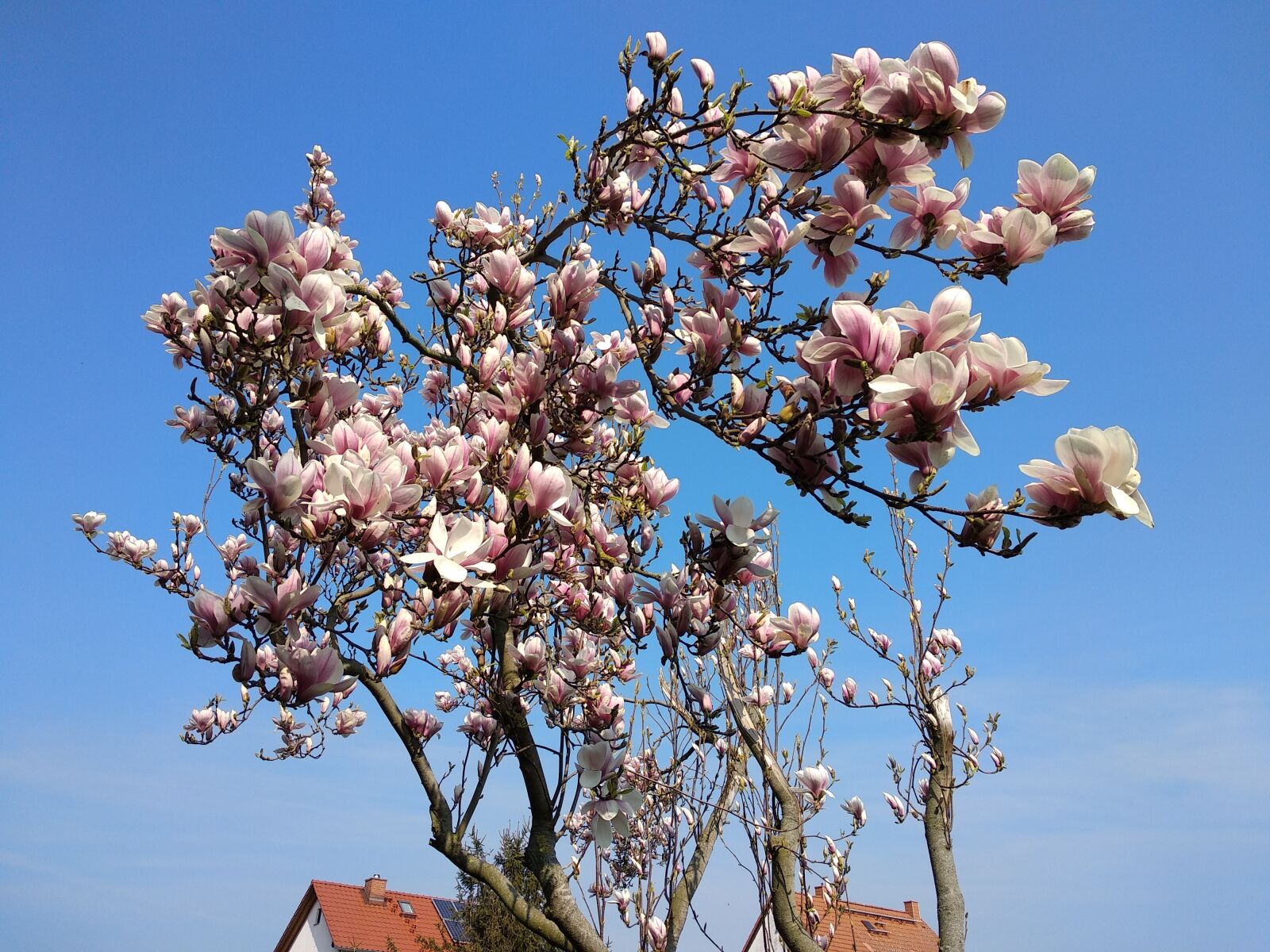 Xiaomi Mi A1 sample photo. Tree, magnolia, spring photography