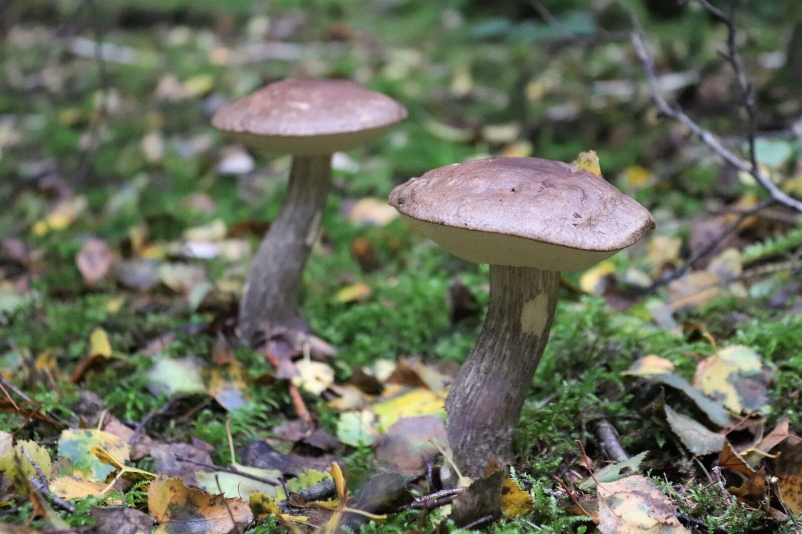 Canon EOS 200D (EOS Rebel SL2 / EOS Kiss X9) sample photo. Mushroom, birch mushroom, forest photography