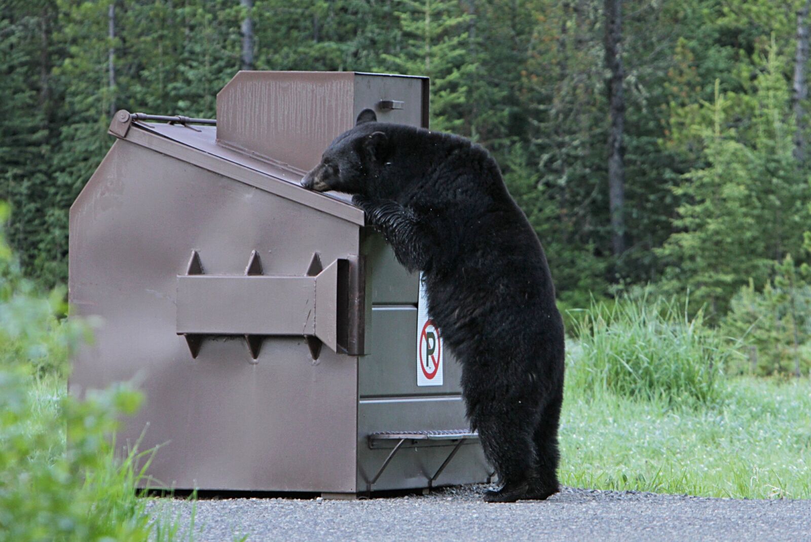 Canon EOS 7D sample photo. Black bear, looking, wildlife photography