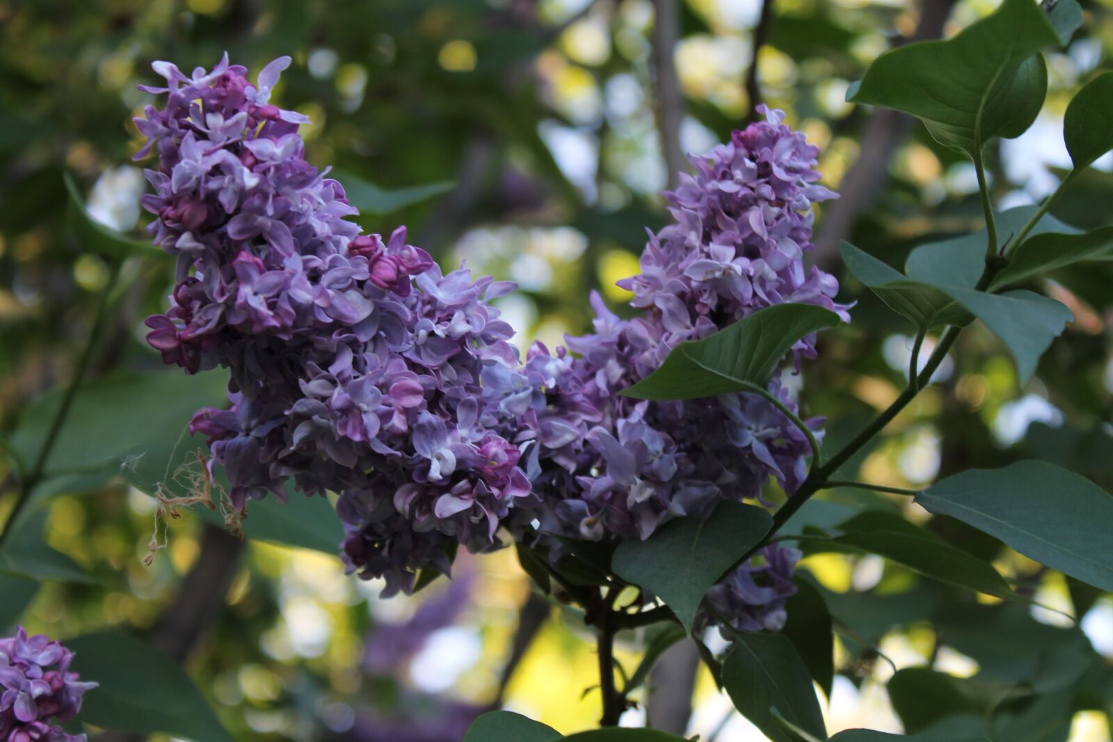 Canon EOS 1100D (EOS Rebel T3 / EOS Kiss X50) sample photo. Lilac, spring, bloom photography