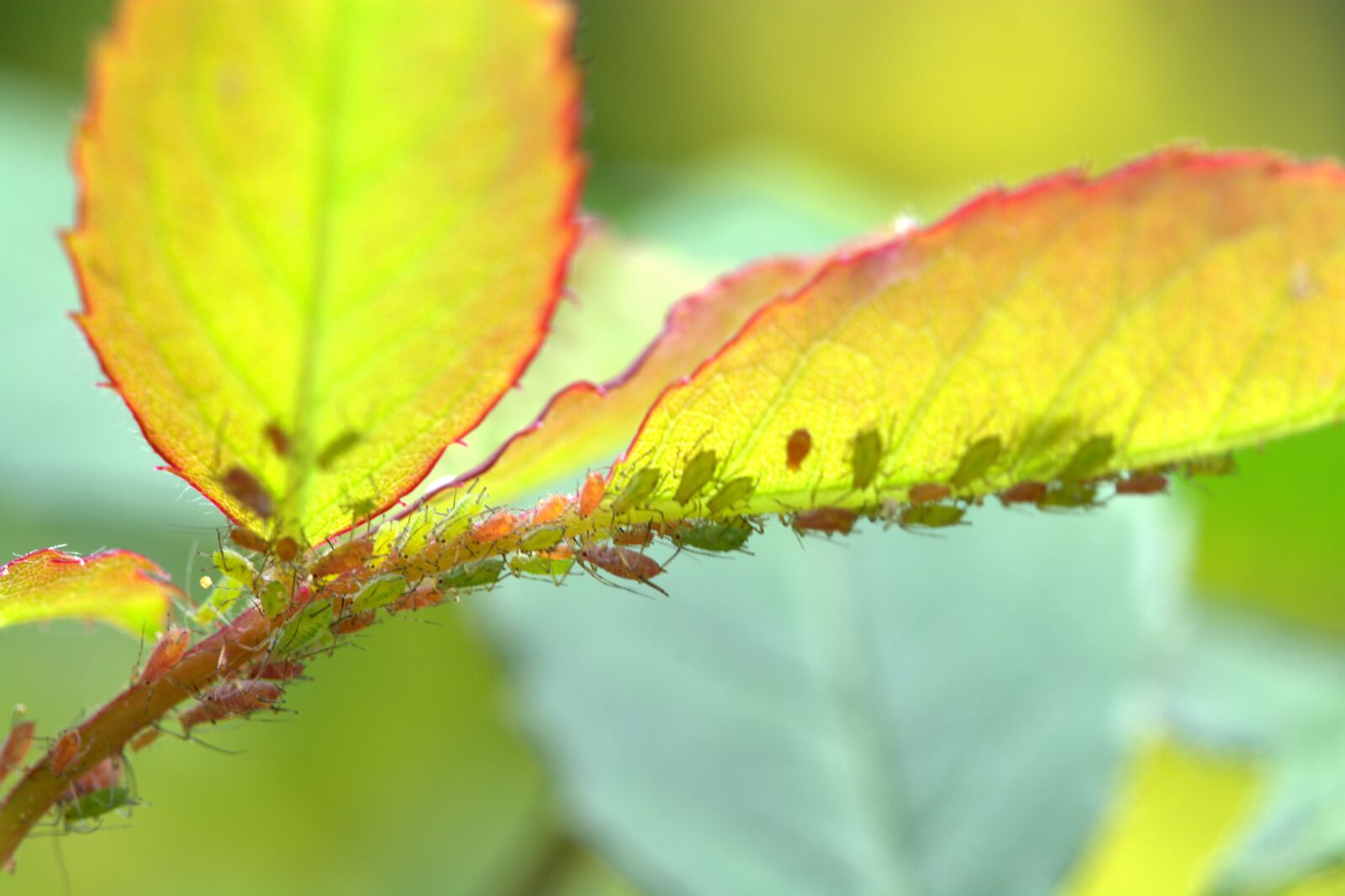 Nikon D5200 sample photo. Large rose aphids, aphids photography
