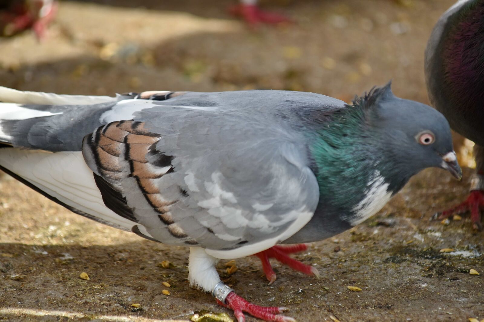 Nikon D5500 sample photo. Colourful, nature, animal, beak photography