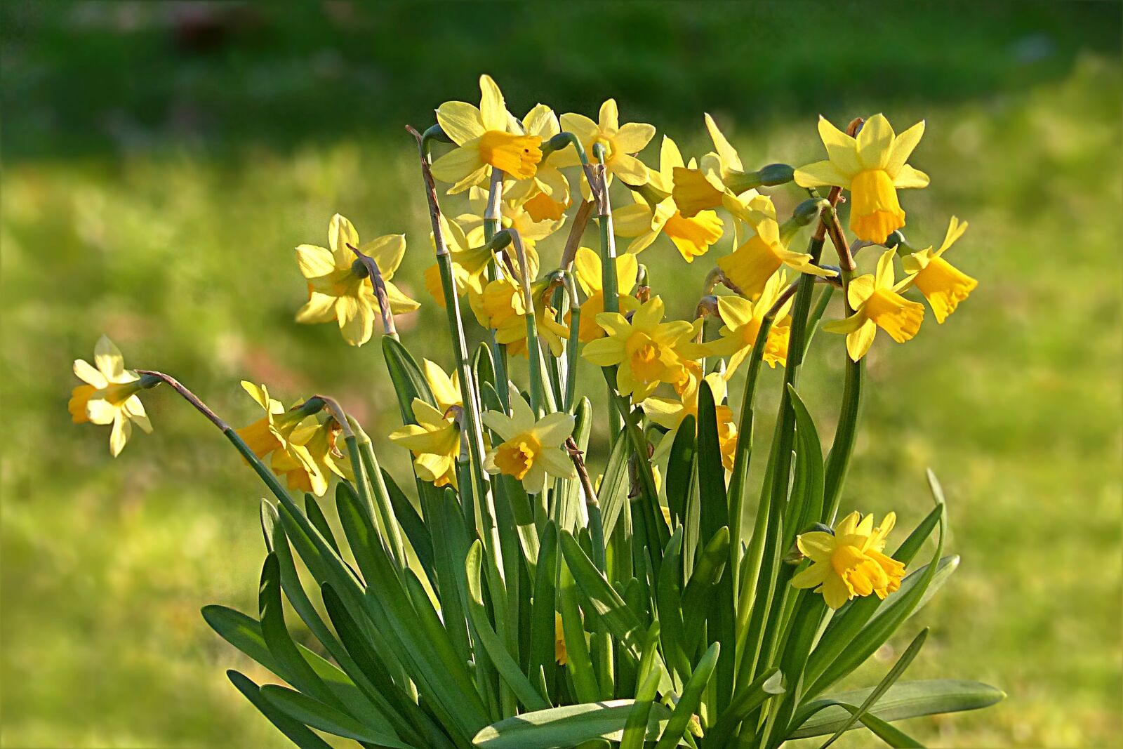 Panasonic Lumix DMC-FZ200 sample photo. Flower, daffodil, narcissus photography