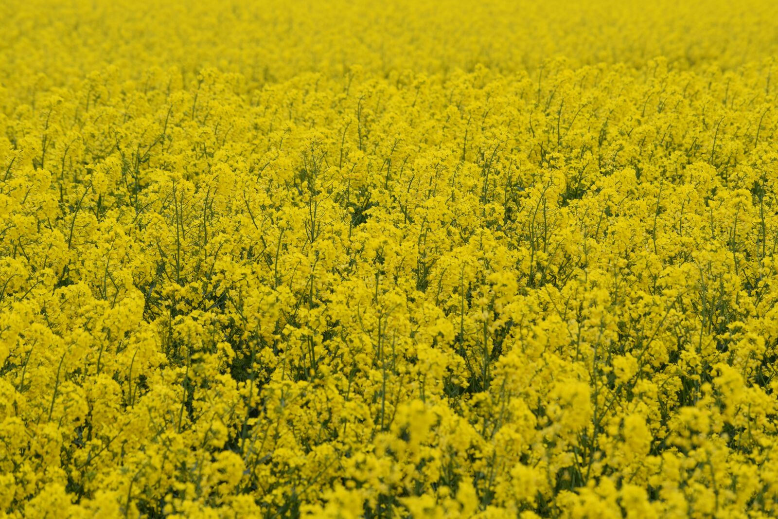 Nikon D3300 sample photo. Rape, bloom, field photography