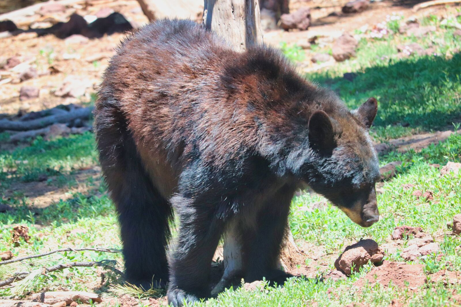 Canon EOS 200D (EOS Rebel SL2 / EOS Kiss X9) sample photo. Bear, forest, nature photography