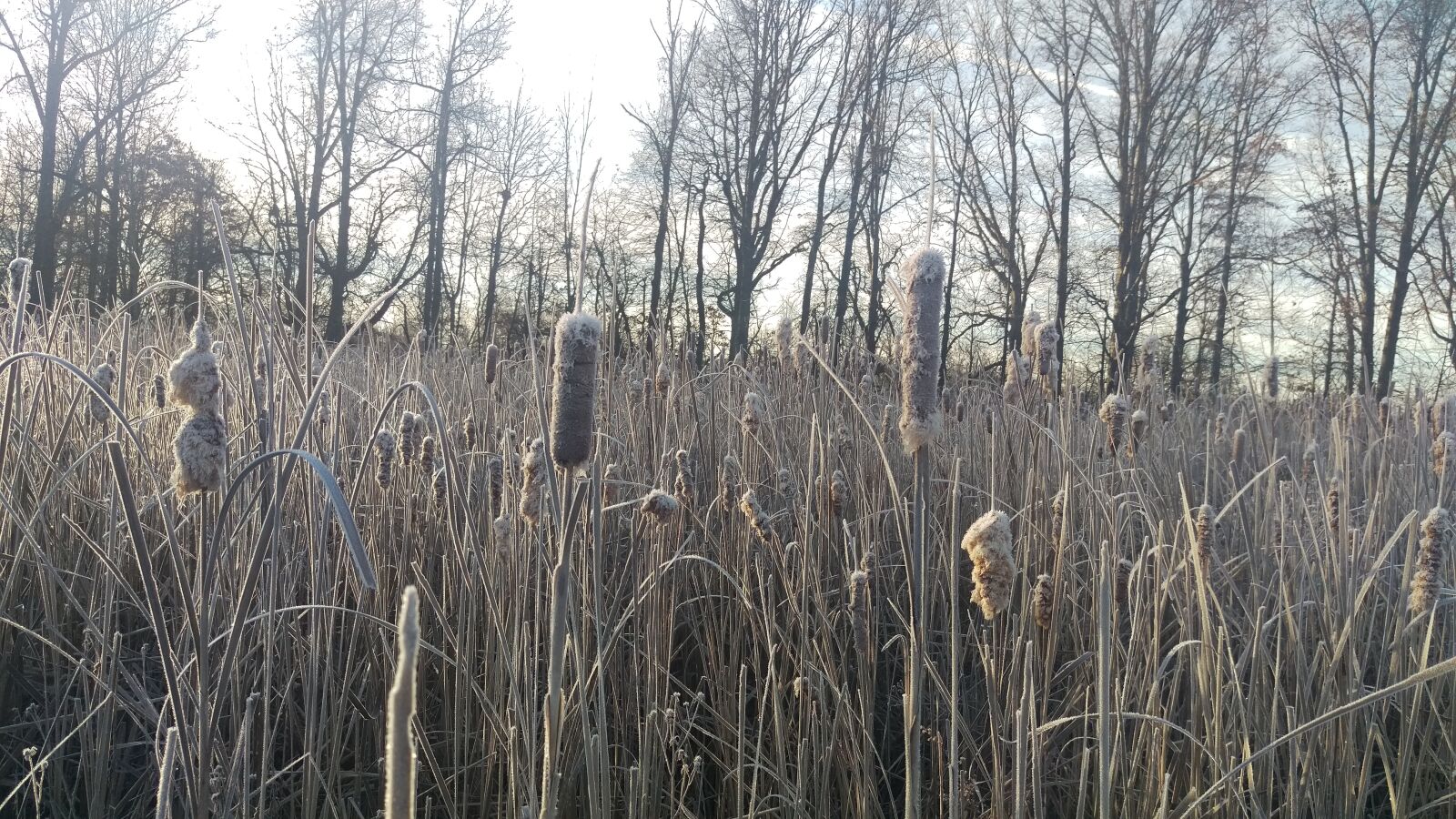 HTC ONE M9 sample photo. Wetland, winter photography