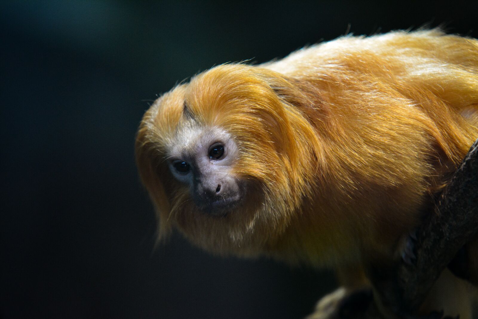 Nikon D7100 sample photo. Mammal, cute, animal photography