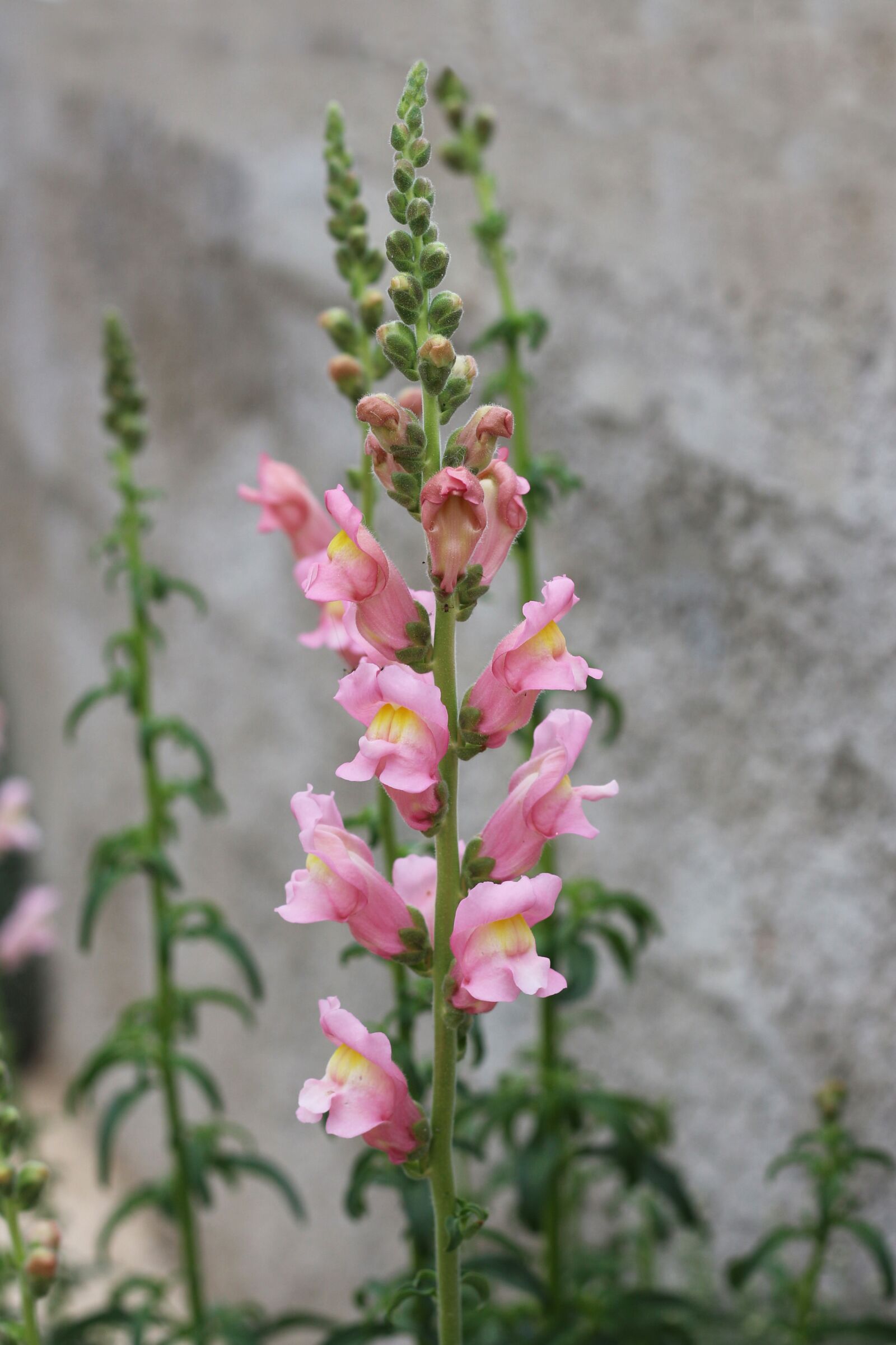 Canon EOS 700D (EOS Rebel T5i / EOS Kiss X7i) sample photo. Snapdragon, flowers, pink flowers photography
