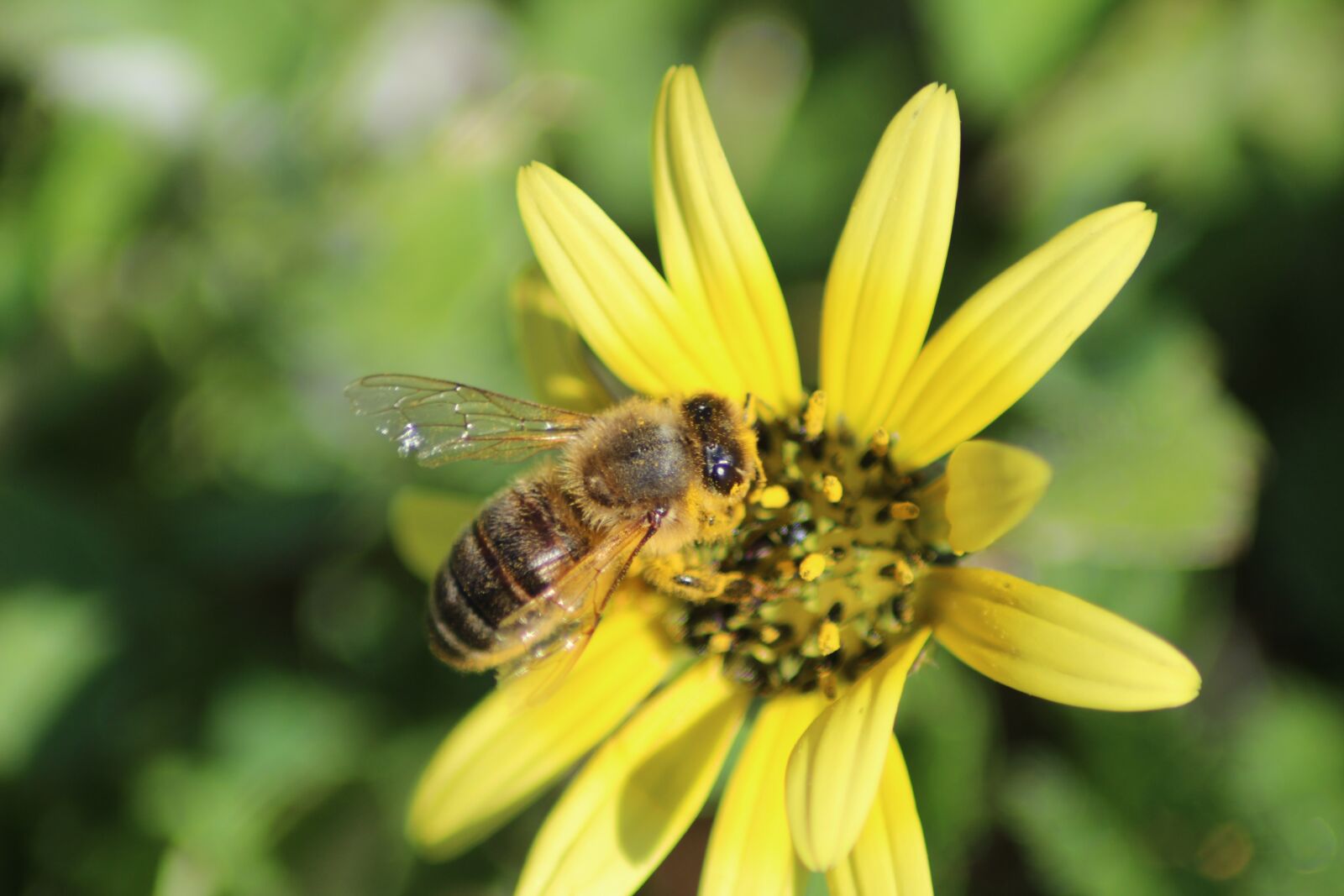 Canon EOS 600D (Rebel EOS T3i / EOS Kiss X5) sample photo. Bee, daisy, flower photography