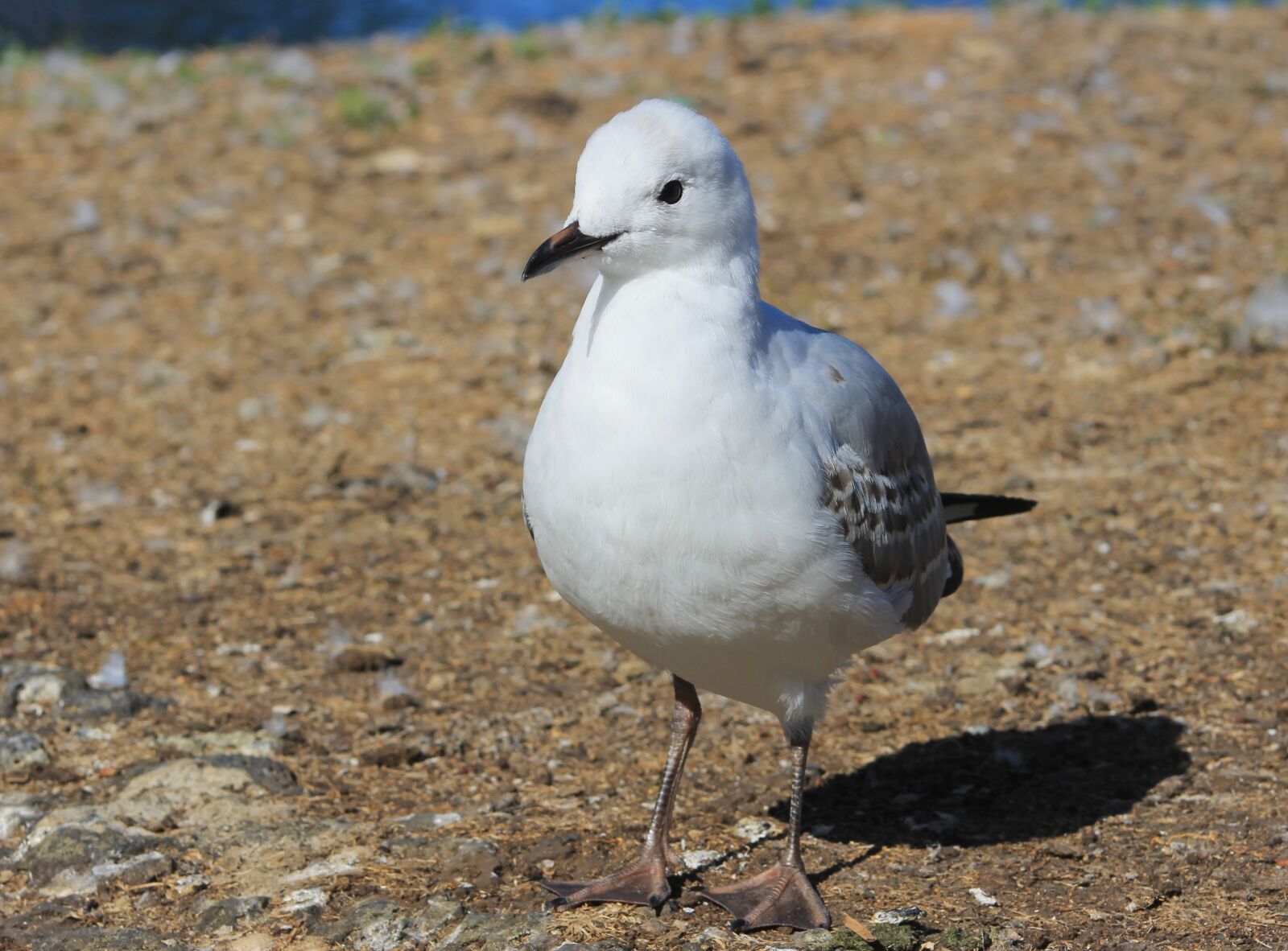 Canon EF75-300mm f/4-5.6 sample photo. Water, seagull, scenic photography