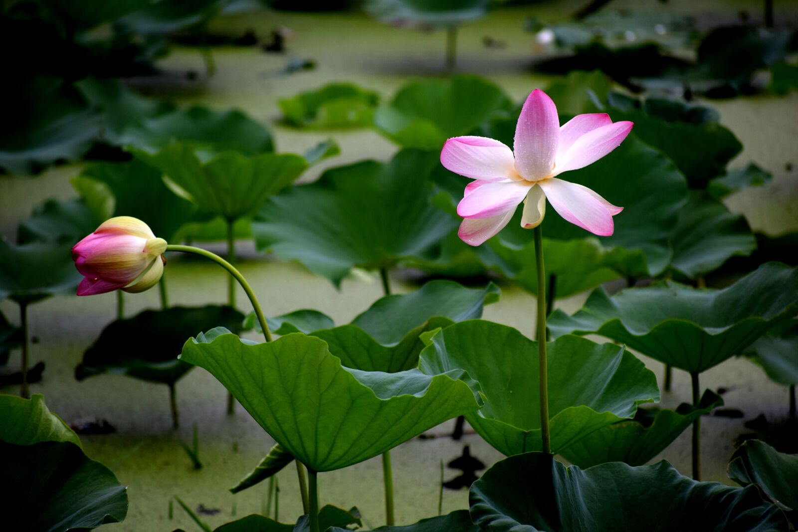 Nikon D3300 sample photo. Lotus, flower, nature photography