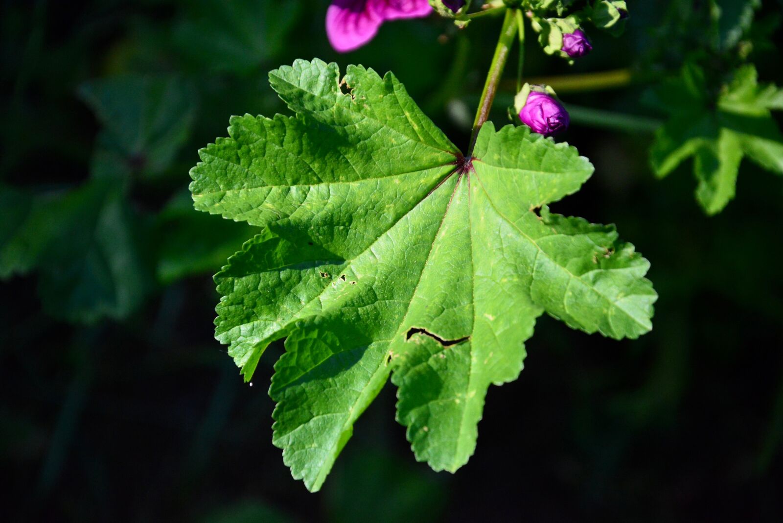 Nikon D5200 sample photo. Close up, macro, leaf photography