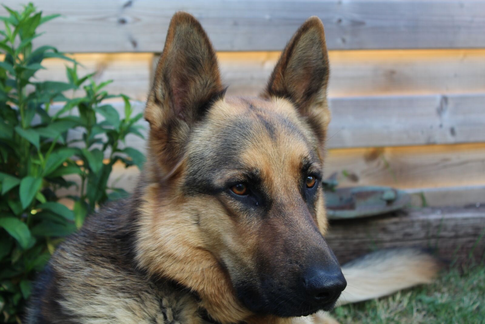 Canon EOS 4000D (EOS Rebel T100 / EOS 3000D) sample photo. German shepherd, shepherd, dog photography