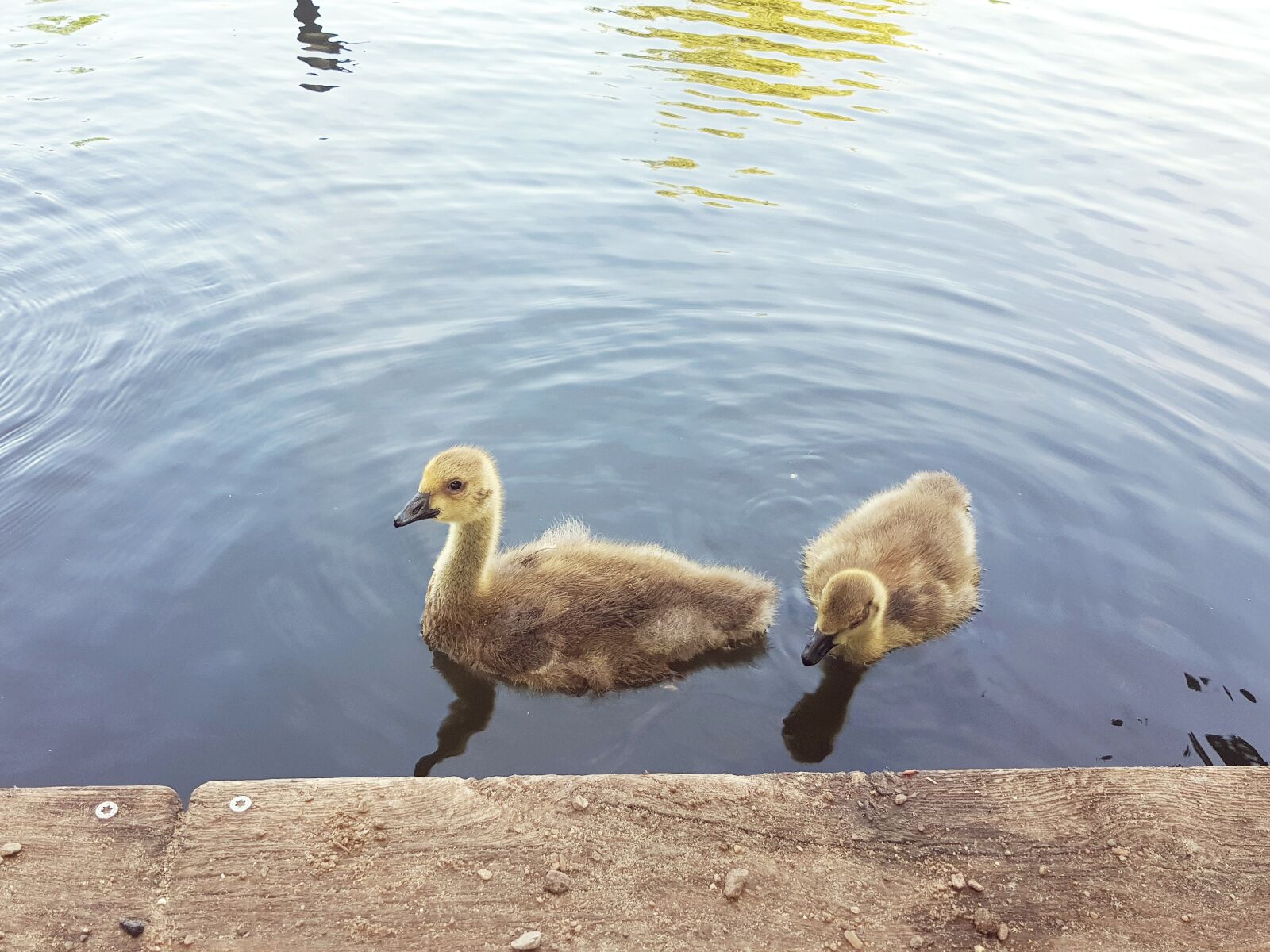 Samsung Galaxy S8 sample photo. Canada goose, chicks, water photography