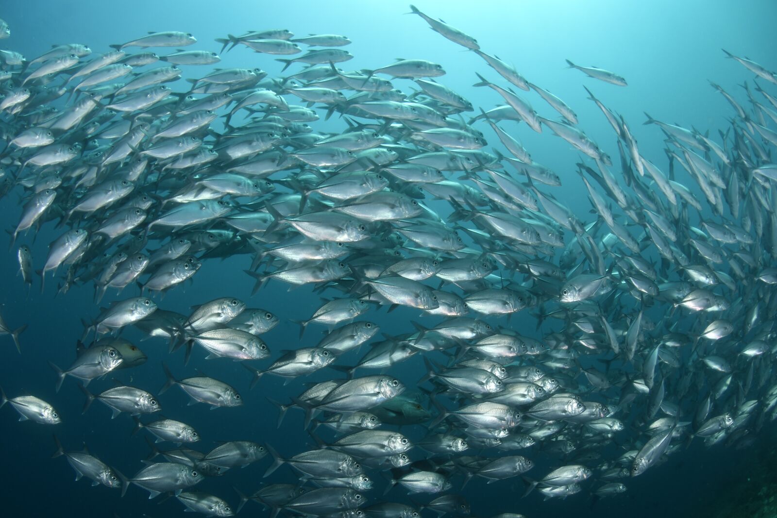 Nikon D500 sample photo. Fish, scuba diving, underwater photography