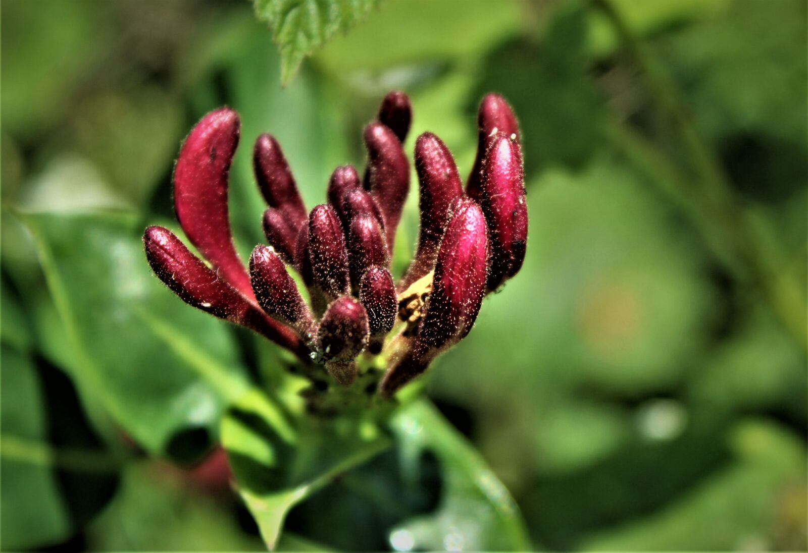 Canon EOS 4000D (EOS Rebel T100 / EOS 3000D) sample photo. Bloom, blossom, honeysuckle photography