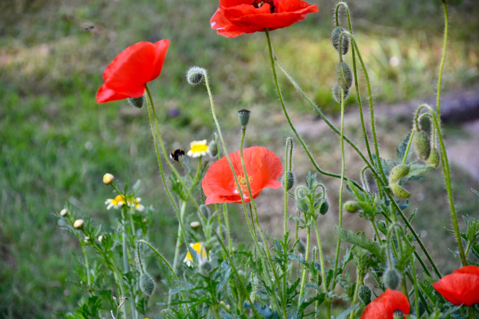 Nikon D5200 sample photo. Hummel, poppy, blossom photography