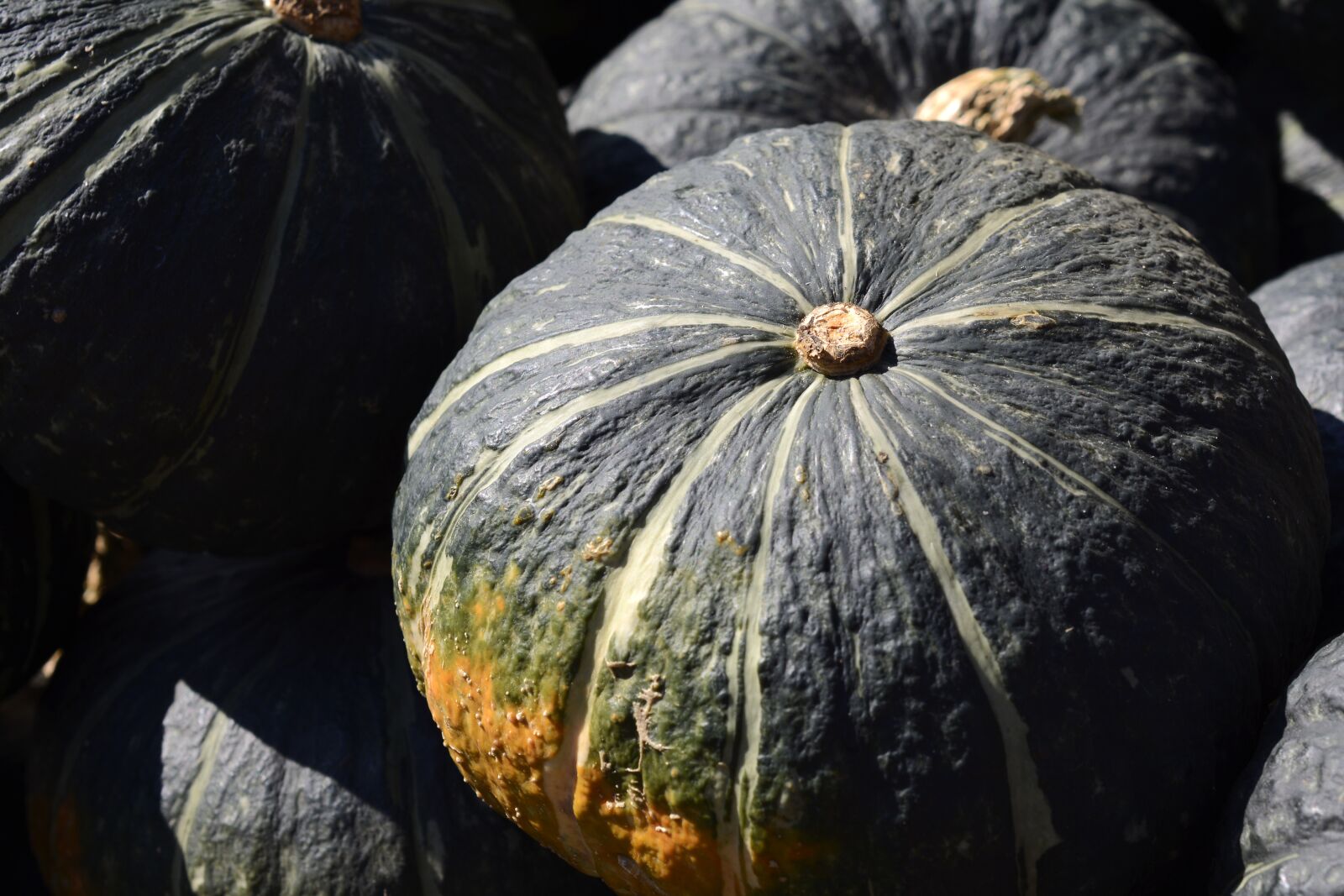 Nikon D7100 sample photo. Pumpkin, vegetables, autumn photography