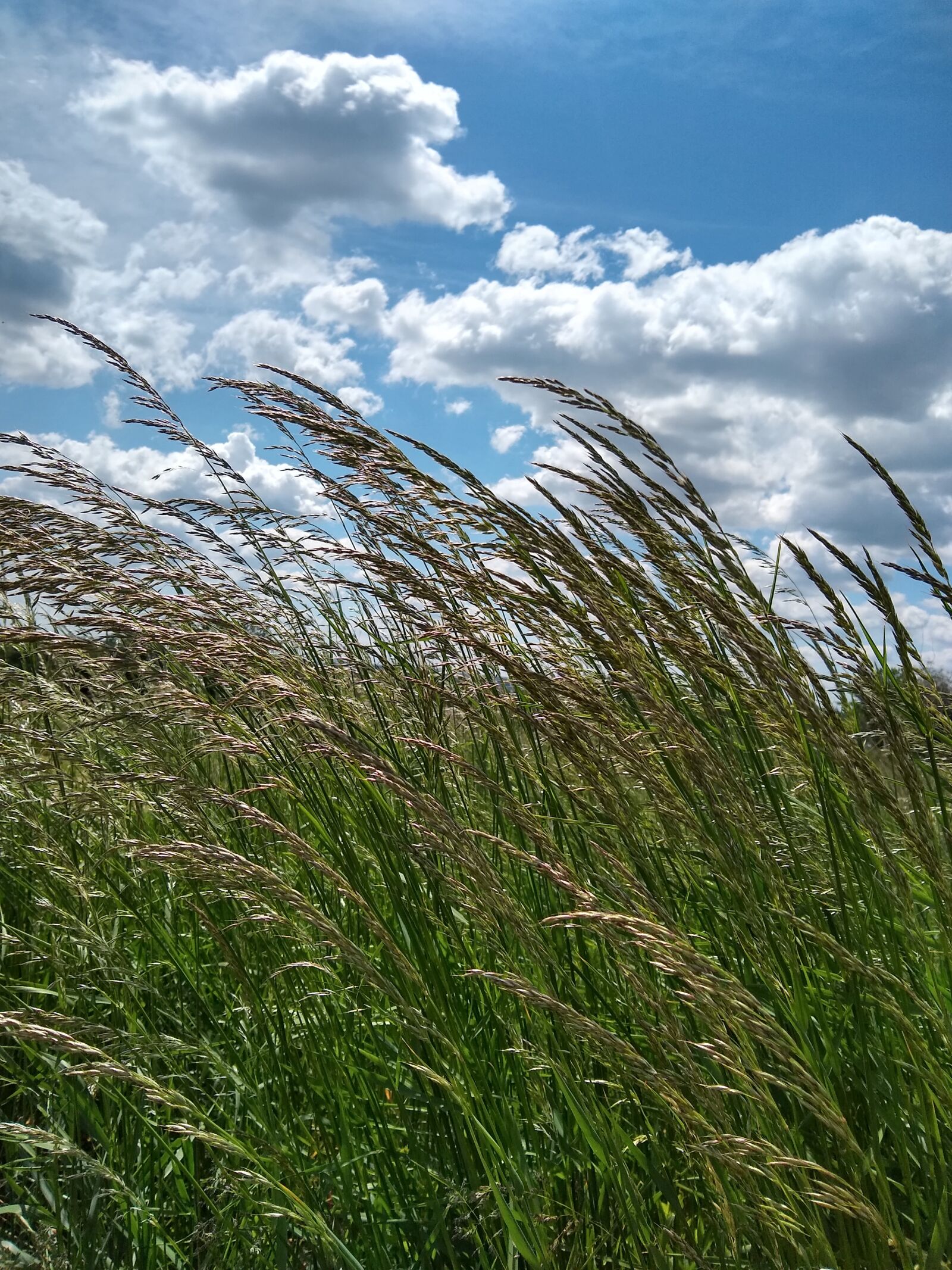 Motorola moto g(8) plus sample photo. Meadow, grass, sky photography