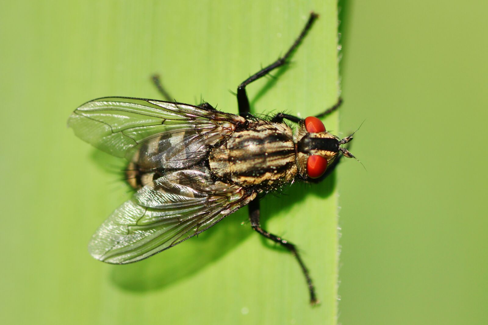 Tamron SP 90mm F2.8 Di VC USD 1:1 Macro sample photo. Fly, closeups, insect photography