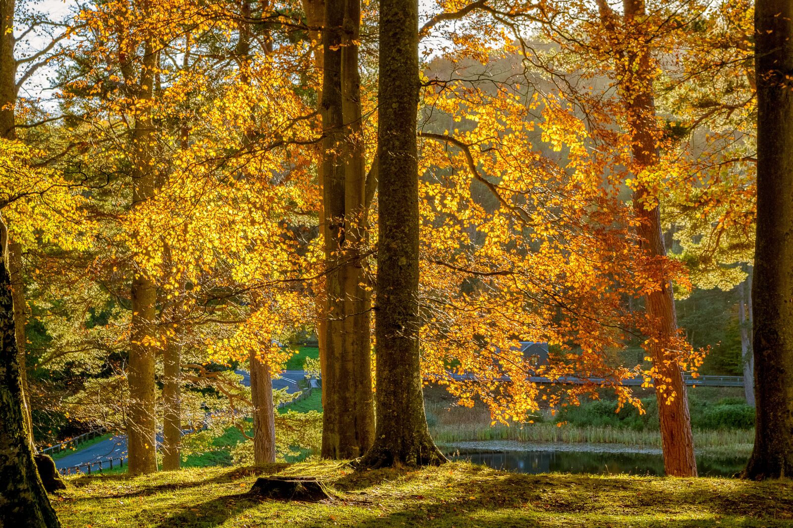 Pentax K-S2 sample photo. Autumn, trees, nature photography