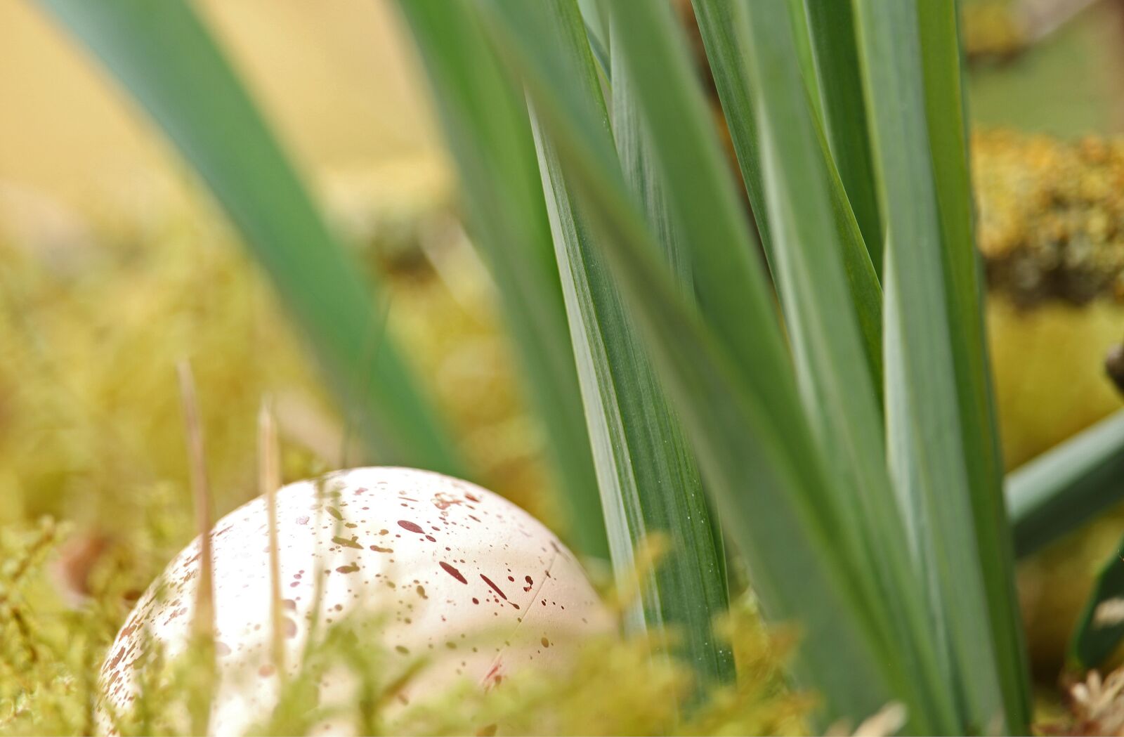 Canon EF-S 55-250mm F4-5.6 IS STM sample photo. Easter egg, easter nest photography