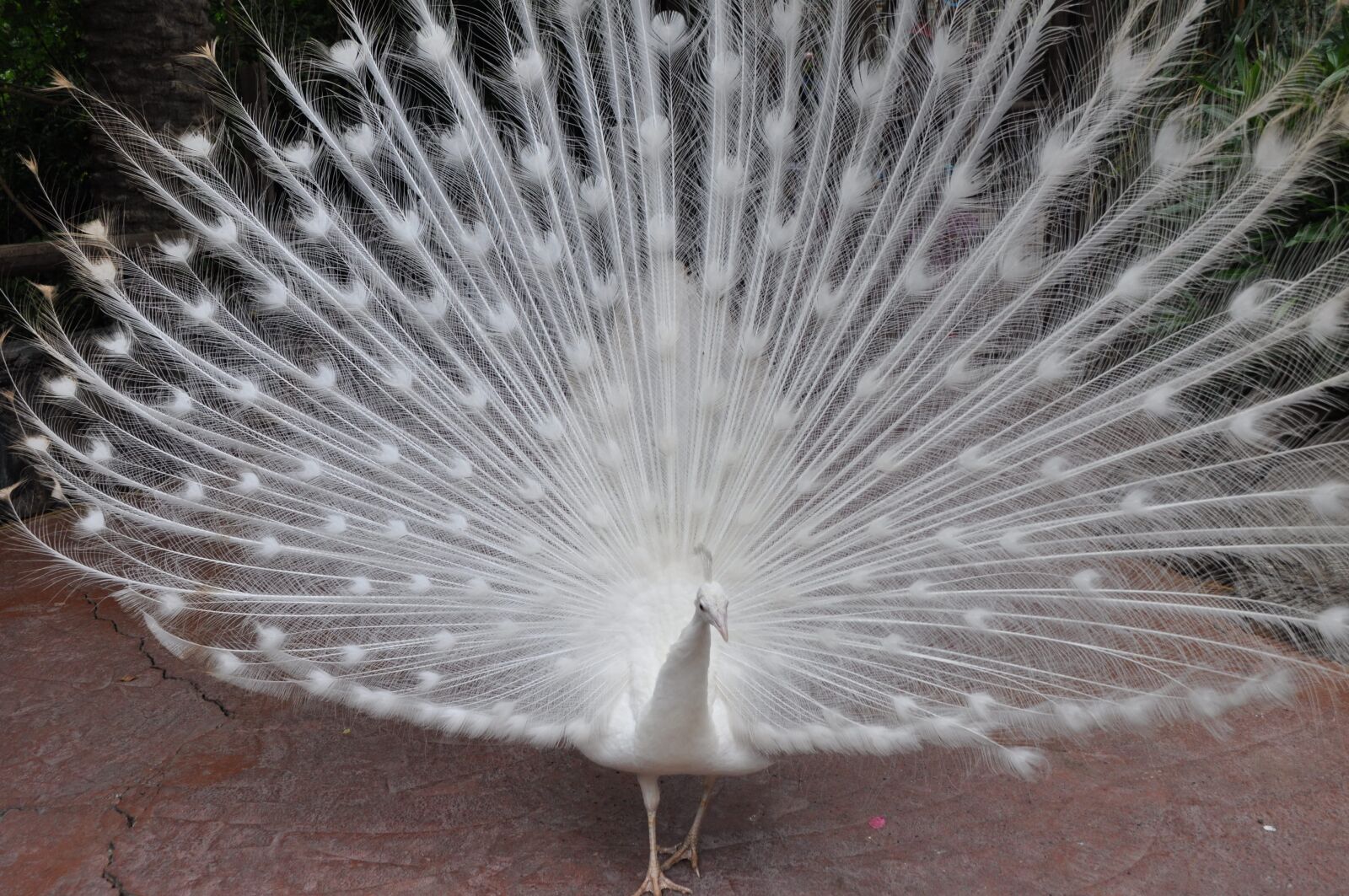 Nikon D5000 sample photo. Peacock, white, special colour photography