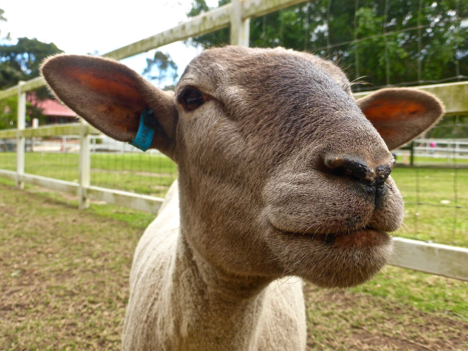 Panasonic DMC-TZ41 sample photo. Sheep, head, close photography