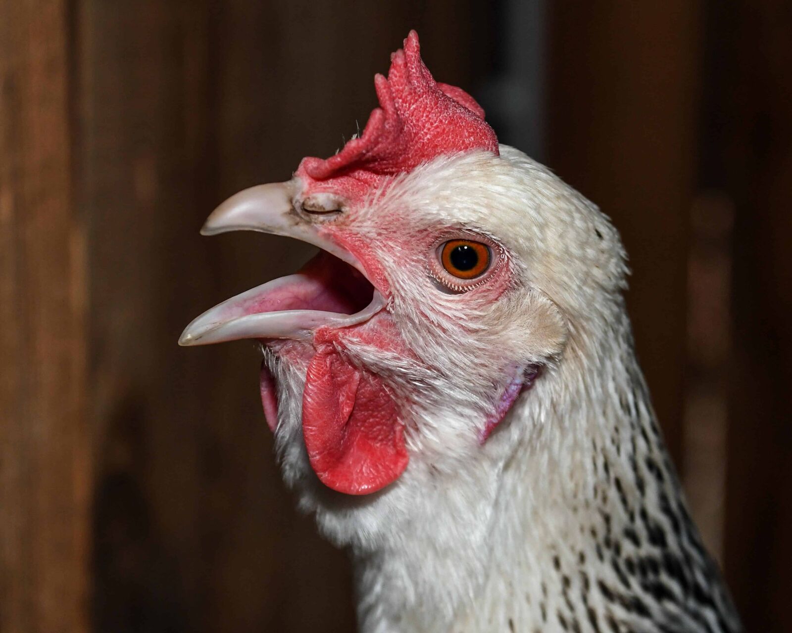 Nikon D500 sample photo. Animal, beak, hen, portrait photography