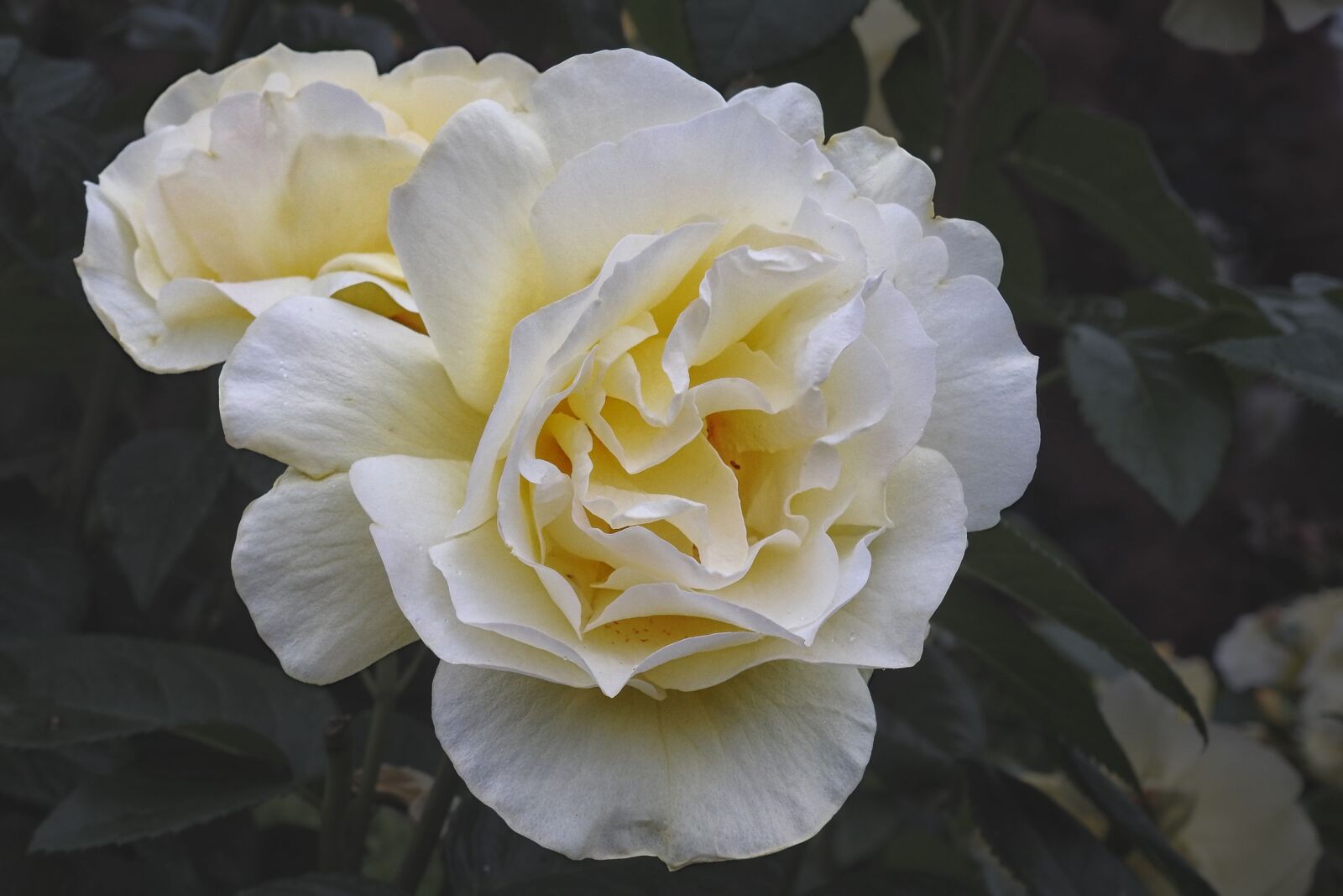 Nikon Coolpix P900 sample photo. Rose, white rose, white photography