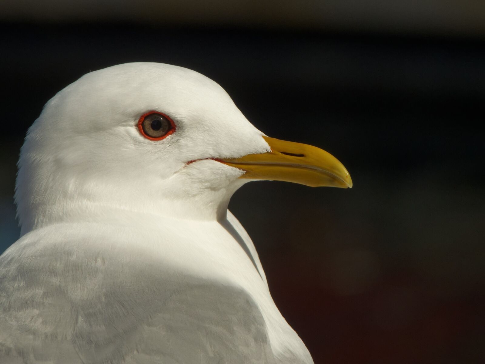 Panasonic Lumix DMC-FZ200 sample photo. Seagull, lofoten, norway photography