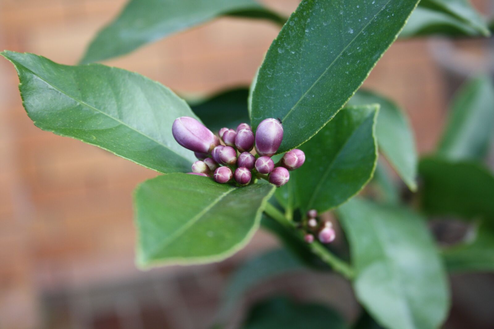 Canon EOS 1000D (EOS Digital Rebel XS / EOS Kiss F) sample photo. Lemon, leaves, flowers photography