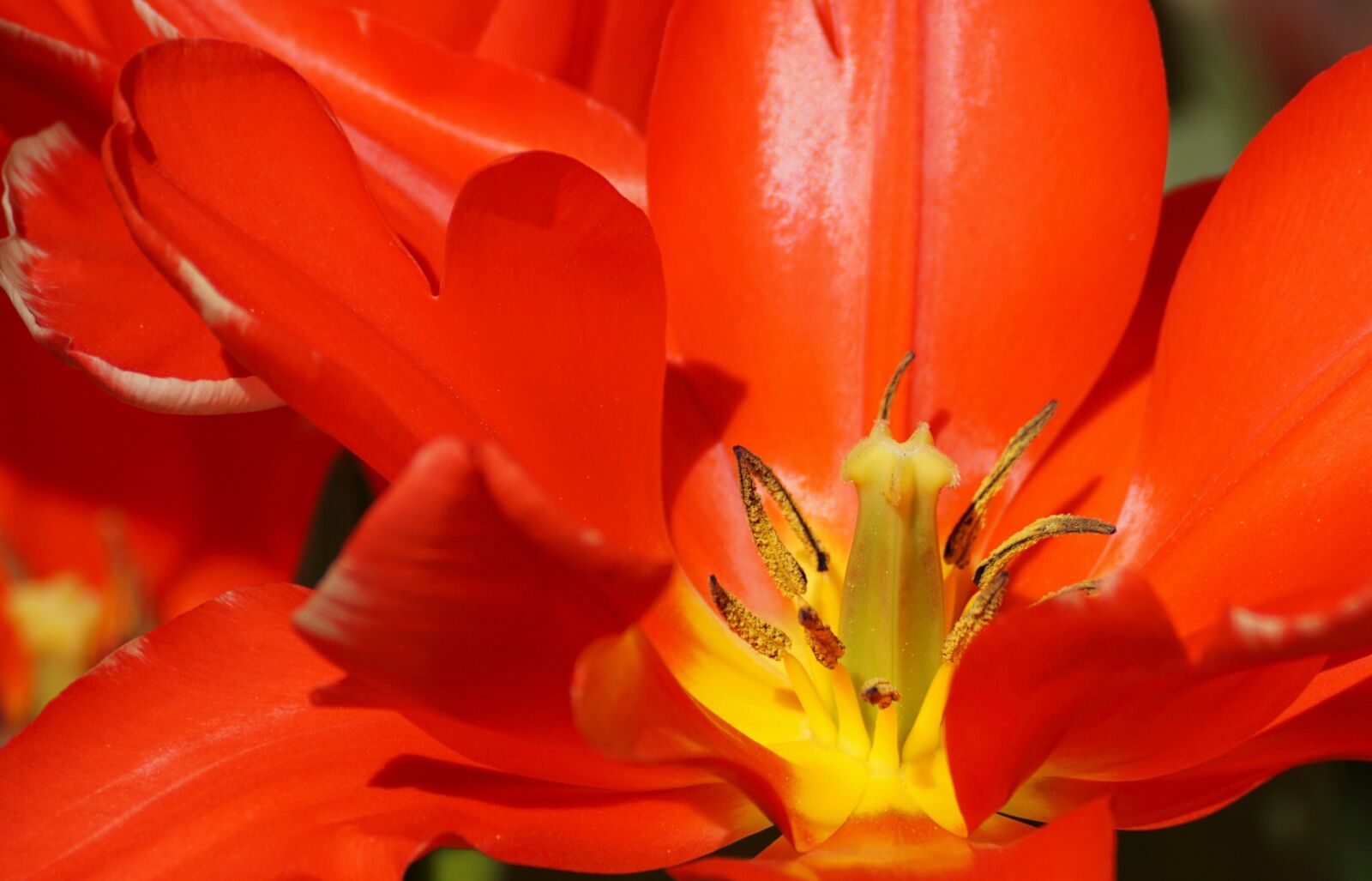 Sony DT 55-300mm F4.5-5.6 SAM sample photo. Tulip, red, stamp photography
