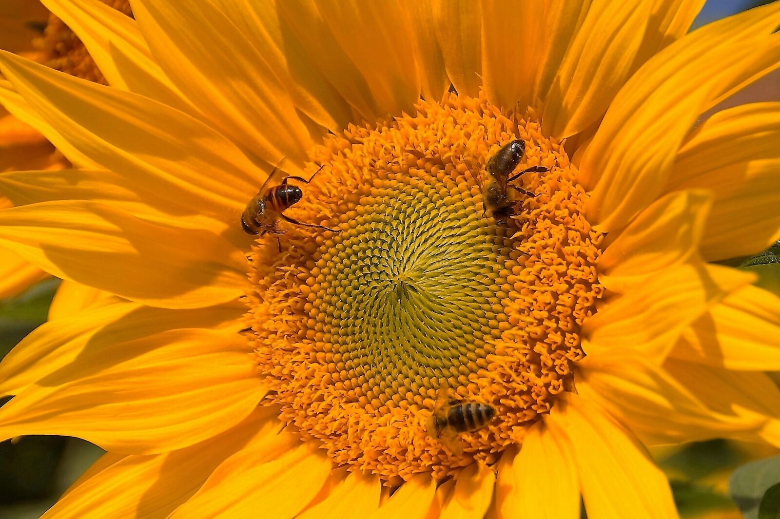 Sony SLT-A58 sample photo. Sunflower, flower, yellow photography