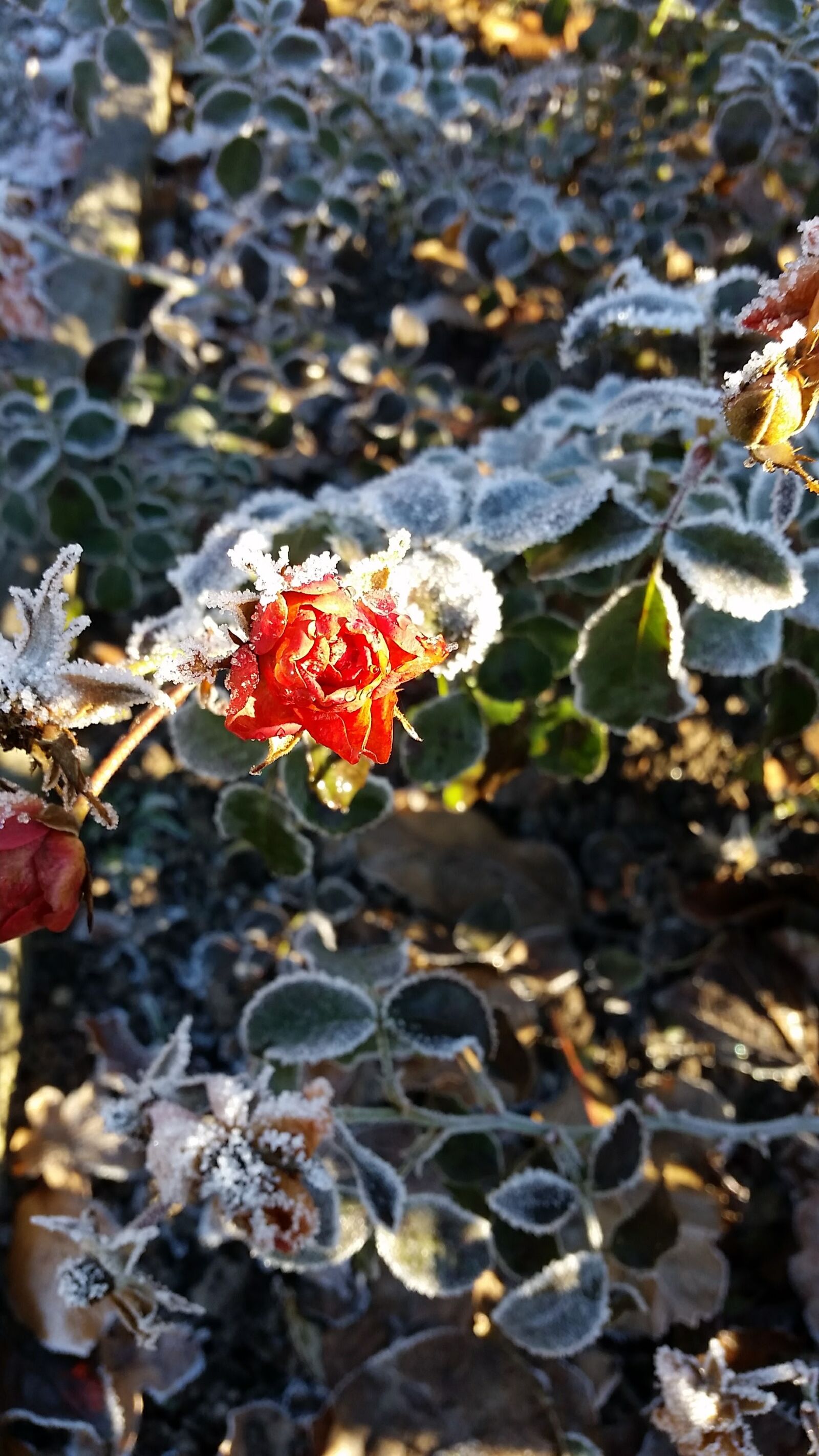 Samsung Galaxy S5 sample photo. Flower, ice, crystal, rose photography