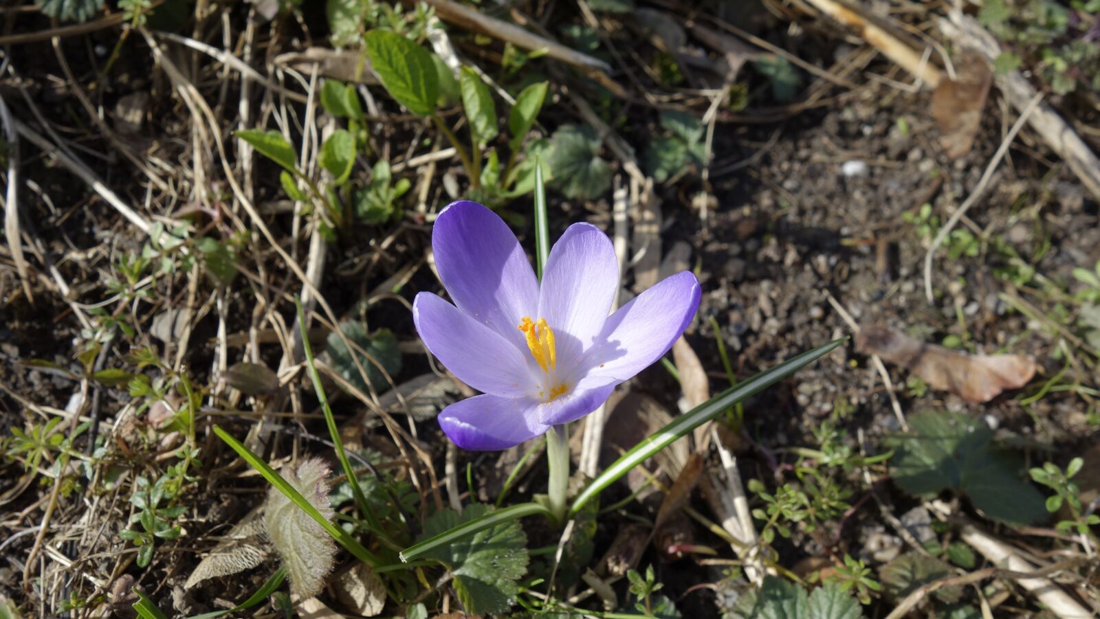 Sony Cyber-shot DSC-RX100 sample photo. Crocus, spring, early bloomer photography