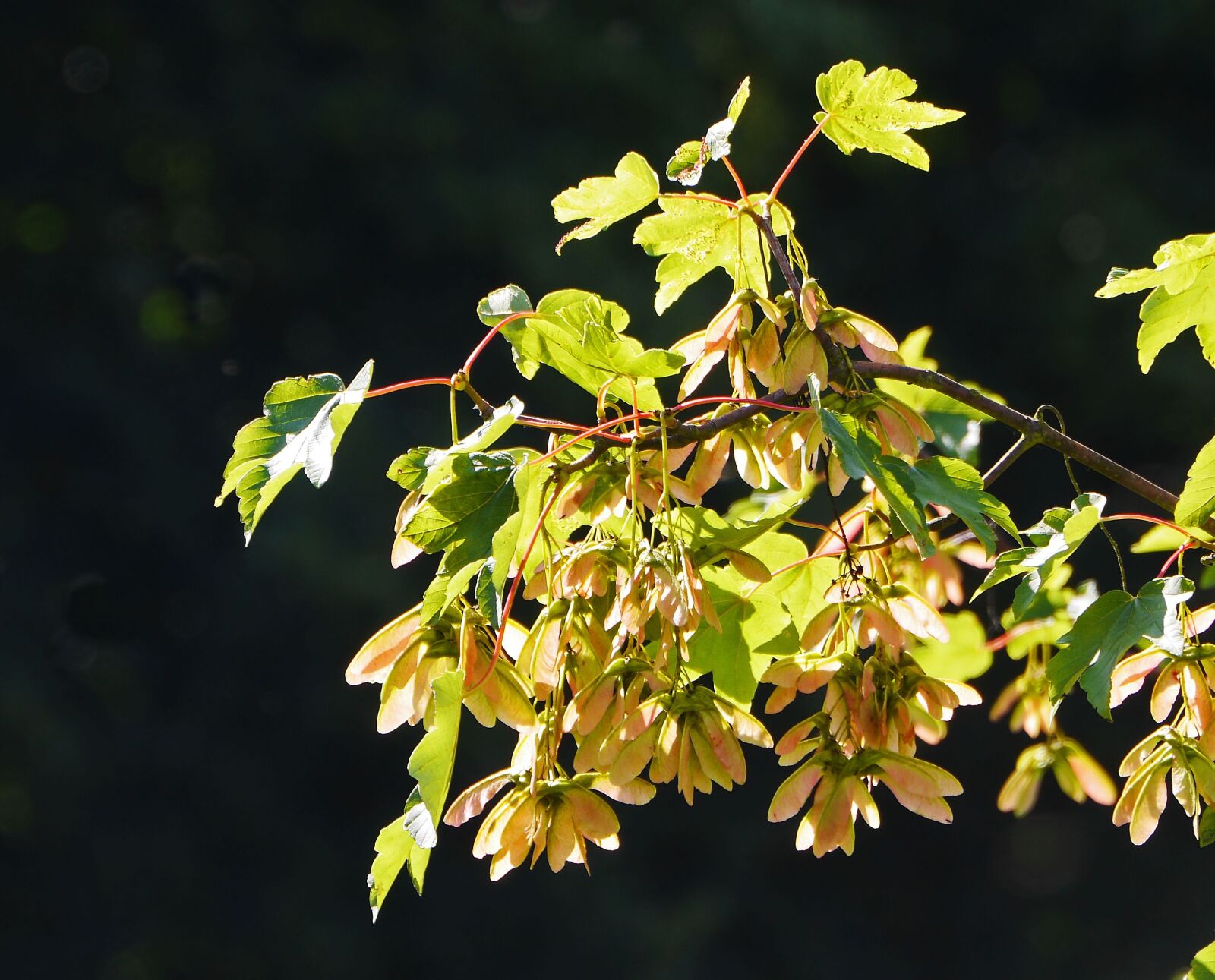 Panasonic Lumix DMC-GH3 sample photo. Maple, leaves, seed capsules photography
