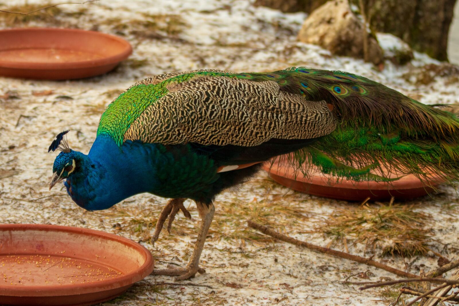 Canon EOS 6D Mark II sample photo. Peacock, bird, colorful photography