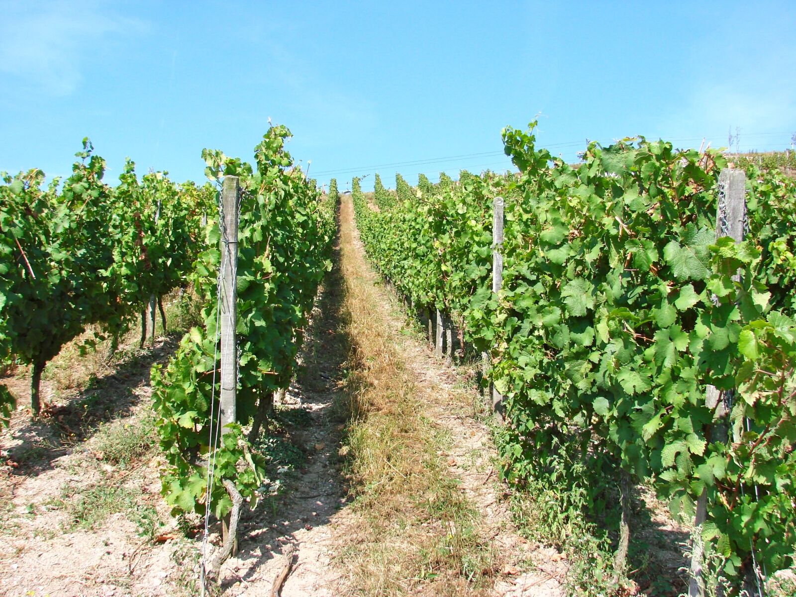 Sony DSC-H5 sample photo. Vineyards, germany, rhine photography