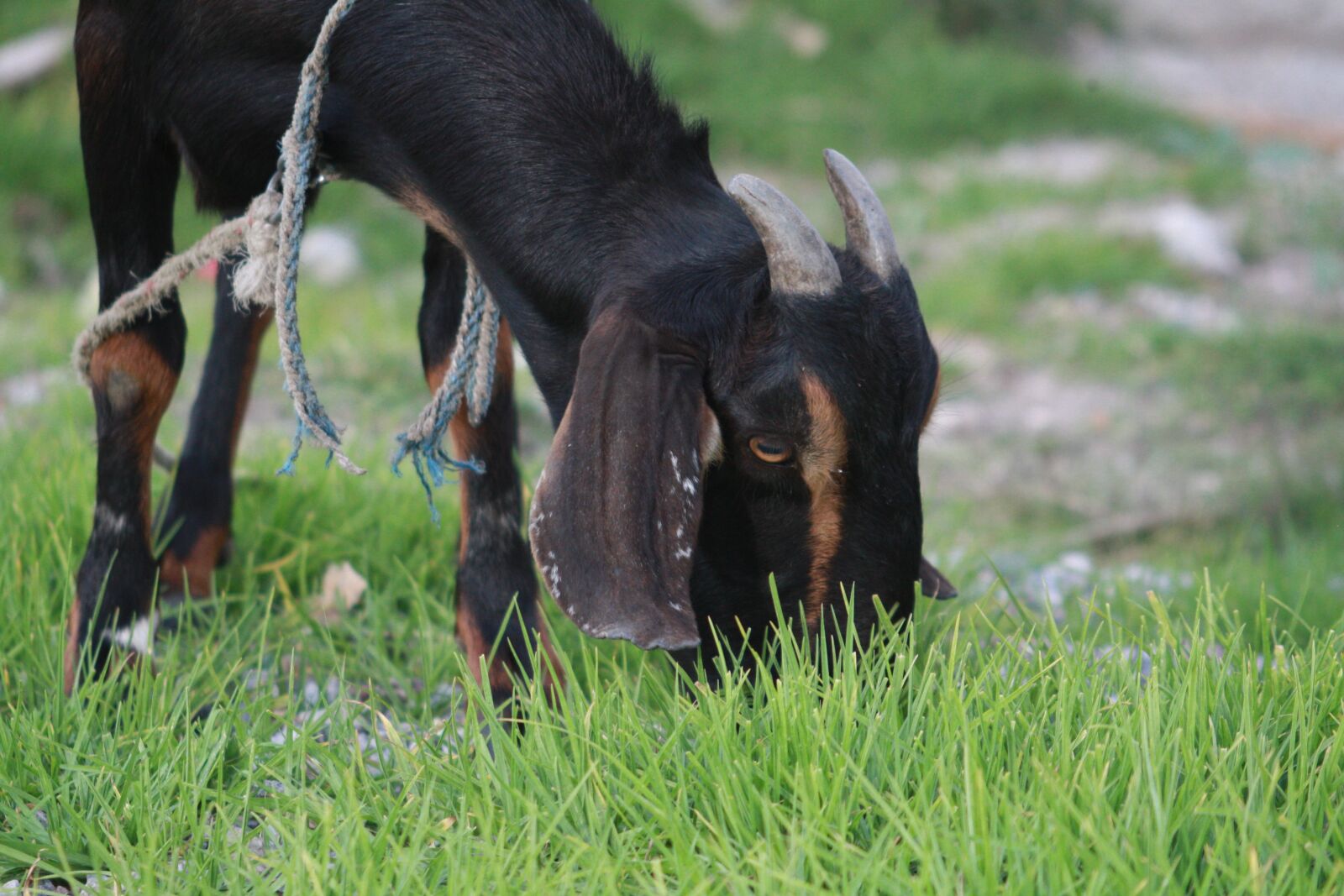 Canon EOS 450D (EOS Rebel XSi / EOS Kiss X2) sample photo. Satan, cow, evil photography
